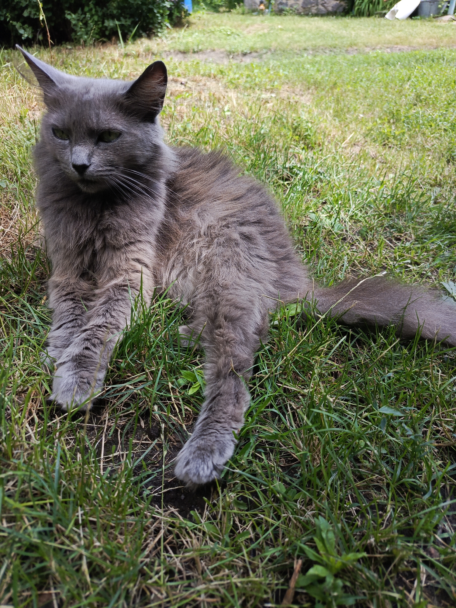 A medium shot captures a fluffy, gray cat lounging in a grassy area, with its body angled to the right. The cat's left front paw is extended forward, while its right front paw is tucked beneath its chest. Its tail curves behind it, resting on the grass. The cat has bright green eyes and pointed ears, and its fur appears somewhat disheveled. The background consists of a lawn with patches of dry grass and green weeds, with blurred foliage and a stone structure visible in the distance. The scene is lit by natural sunlight.