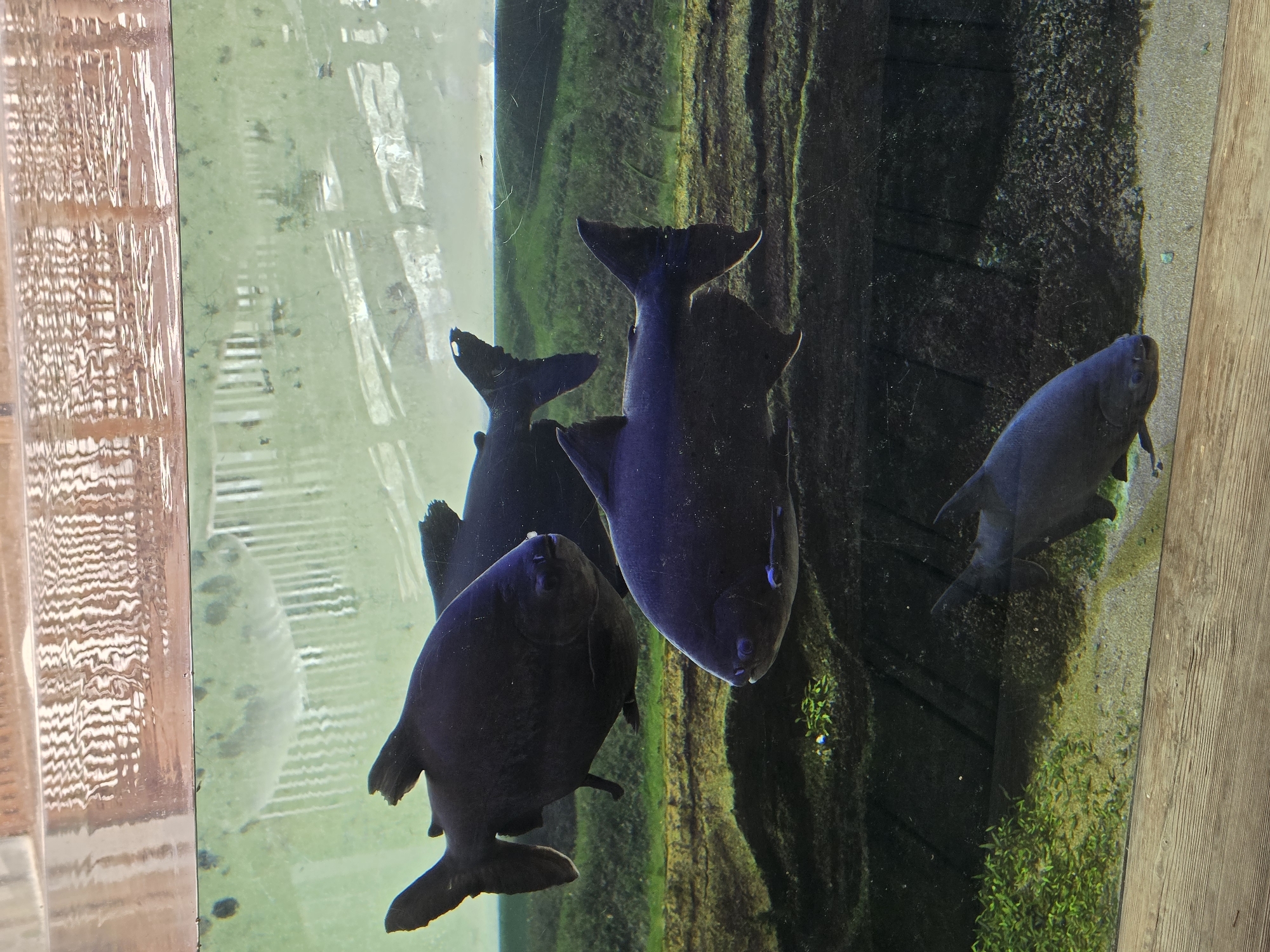 The image shows a group of dark-colored fish swimming in an aquarium. The aquarium has a rocky and green underwater landscape. Above the water, there is a reflection of a wooden structure. The image was taken in the city of Bussolengo, Italy.