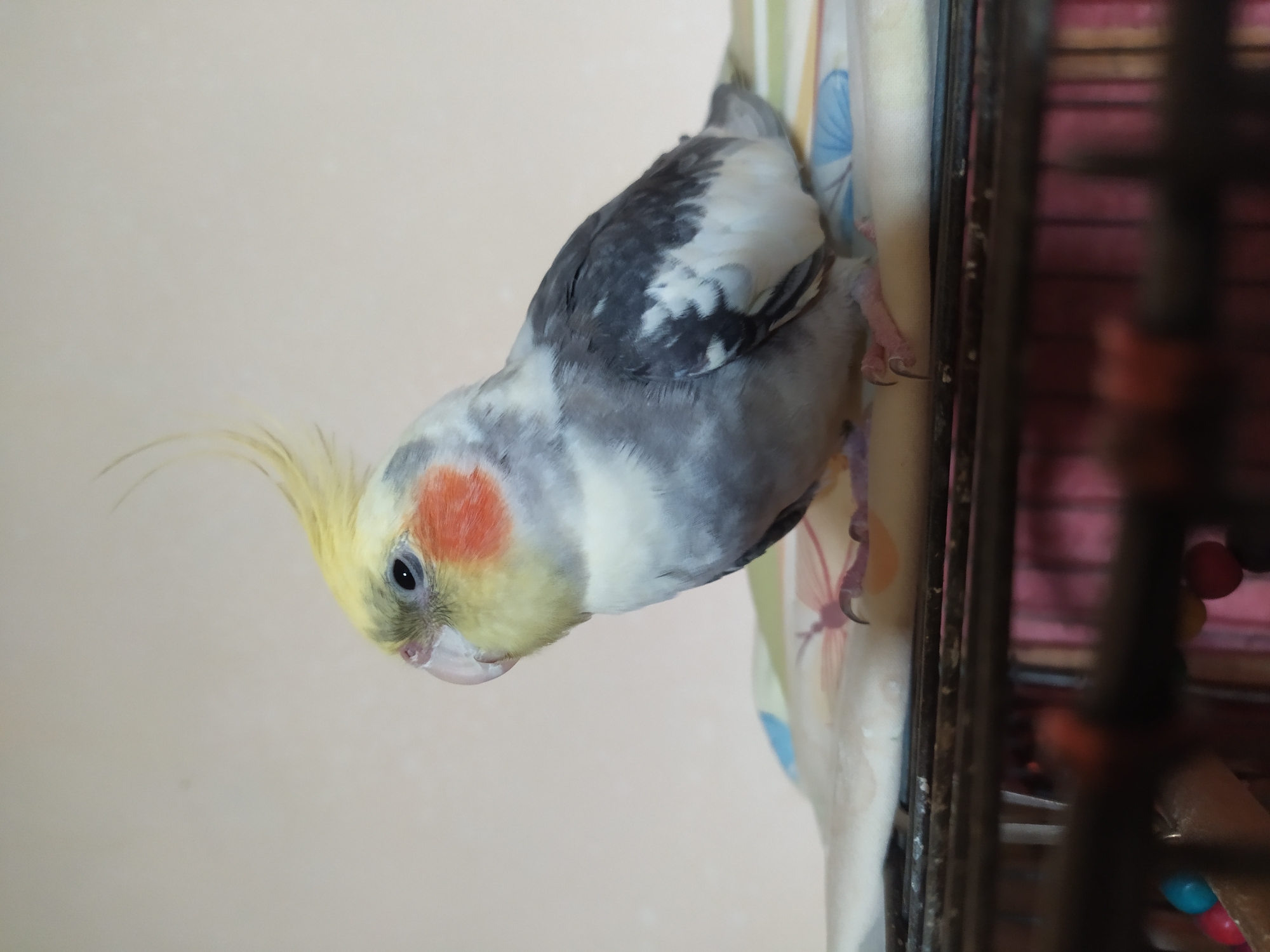 A cockatiel with a yellow crest and orange cheeks is perched on the edge of a cage. The bird is facing left, with its head slightly turned towards the viewer. Its grey and white feathers are clearly visible, as is its pink beak and dark eye. The bird is resting on a patterned fabric that is draped over the top of a birdcage. The background is a plain, light-colored wall. The image appears to be taken indoors. There is no information provided in the image to indicate its location in Bilajari, Azerbaijan.