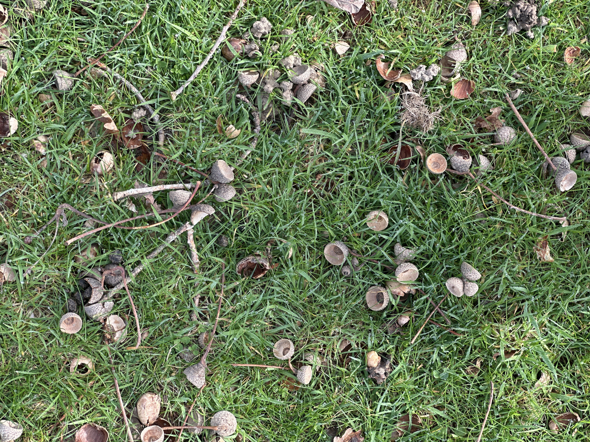 The image presents a detailed, overhead view of ground cover located in Tunbridge Wells, United Kingdom. The surface consists predominantly of vibrant green grass blades, each visibly coated with numerous small water droplets, indicative of dew. Scattered across this verdant base are multiple light brown acorn caps, many of which are fragmented or open, alongside several intact, smooth-textured acorns. Additionally, thin, dark brown twigs and dried leaf fragments are interspersed among the grass and acorn remnants. Small clusters of dark, irregularly shaped organic detritus are also present on the ground. No individuals, human activity, or direct interactions are visible.