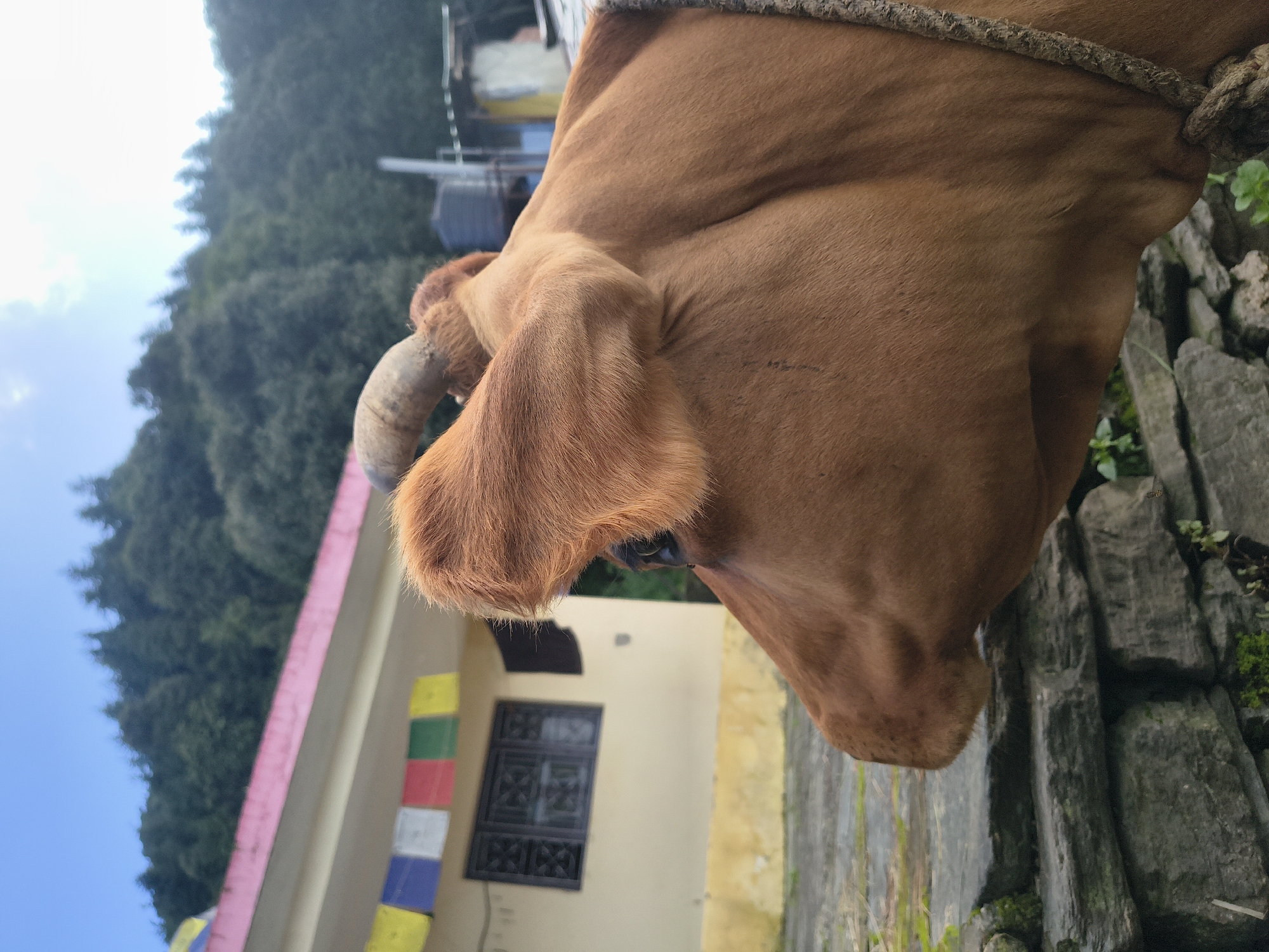 A close-up, side profile shot captures the head of a light brown cow standing in what appears to be a rural or mountainous setting, possibly in or near Haini, India, given the context of Buddhist prayer flags hanging from a building in the background. The cow's head is the primary subject, with its ear prominently displayed and a curved horn visible. The background features a building with a pink-trimmed roof and windows, prayer flags in various colors (yellow, blue, white, red, green, yellow), and a lush, forested hillside under a bright, partly cloudy sky. In the foreground, rough-hewn stone blocks form a low wall or embankment. The overall impression is one of a pastoral scene, with a focus on the animal and its surroundings.