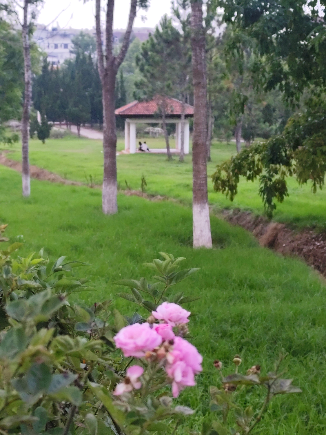This image captures a serene park or garden scene, consistent with the location context of Da Lat, Vietnam. In the immediate foreground, a cluster of vibrant pink roses with green leaves is prominently featured, appearing slightly out of focus and adding depth to the composition.
The midground is dominated by a sprawling expanse of lush, bright green grass. Several mature trees with distinctive white-painted lower trunks are scattered throughout, framing the central view. A narrow, earthy ditch or pathway cuts diagonally through the grass on the right side of the frame.
In the background, a charming white gazebo with a reddish-brown tiled roof stands as a focal point. Inside the gazebo, two individuals are visible, sitting close together. They appear to be relaxing or engaged in a quiet activity, enjoying the peaceful surroundings. Beyond the gazebo, more trees and dense greenery extend into the distance, with a blurred outline of a building visible on a distant hillside, suggesting the park is near a developed area.
The scene conveys a tranquil and natural atmosphere. The lighting suggests it is daytime, possibly with soft, diffused light from an overcast sky. There is no visible text in the media file.