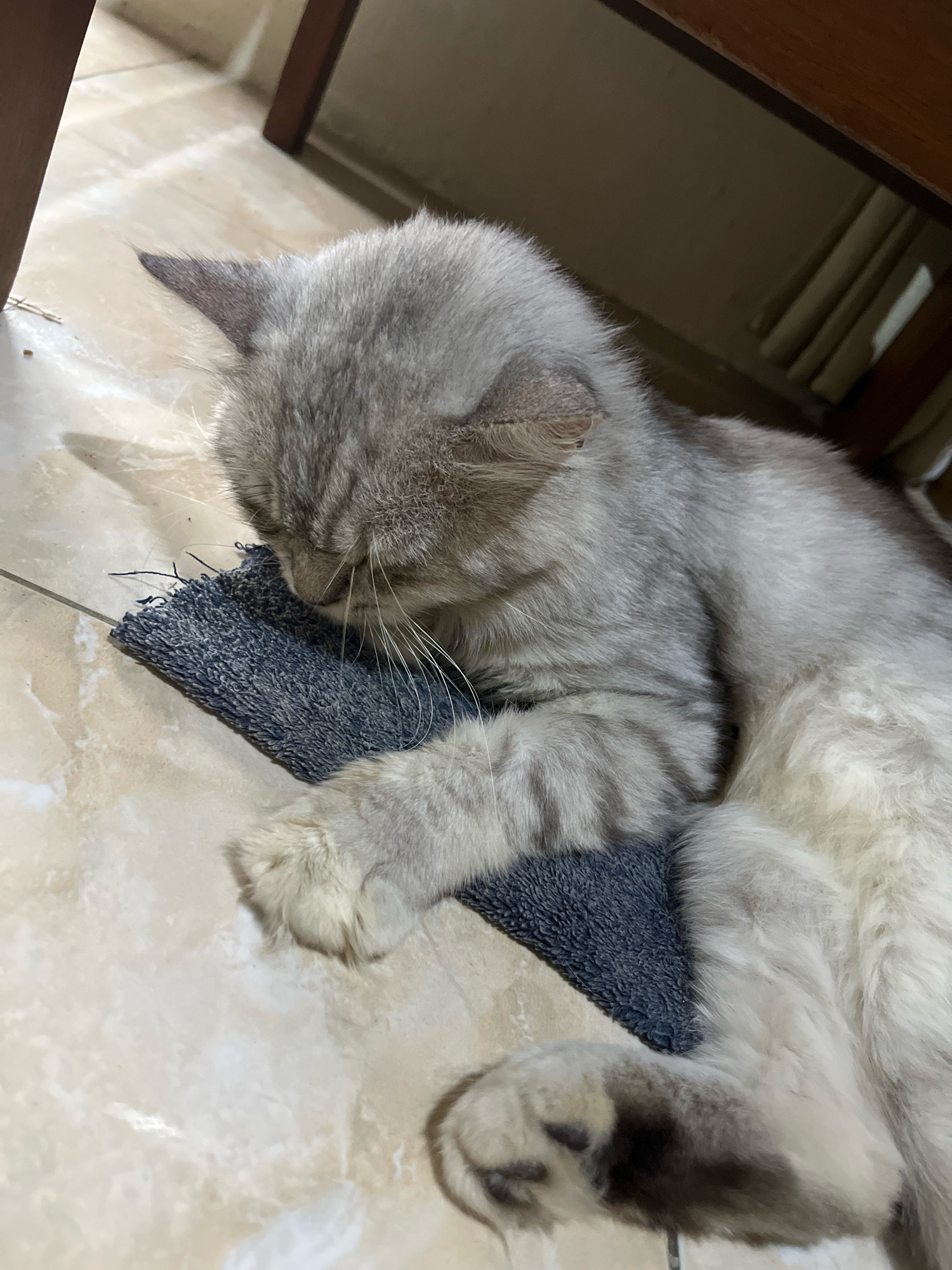 A grey tabby cat with long fur is lying on a tiled floor, resting its head on a small, dark blue piece of fabric. The cat is facing downwards, with its eyes closed. Its paws are visible, and one paw is resting on the fabric. The floor tiles are light beige with a marbled pattern. In the background, there is a dark wooden chair leg and a section of vertical blinds. The scene appears to be indoors, possibly in a home. The provided information that this image is located in Jatirogo, Indonesia, does not offer any discernible visual cues within the image itself.