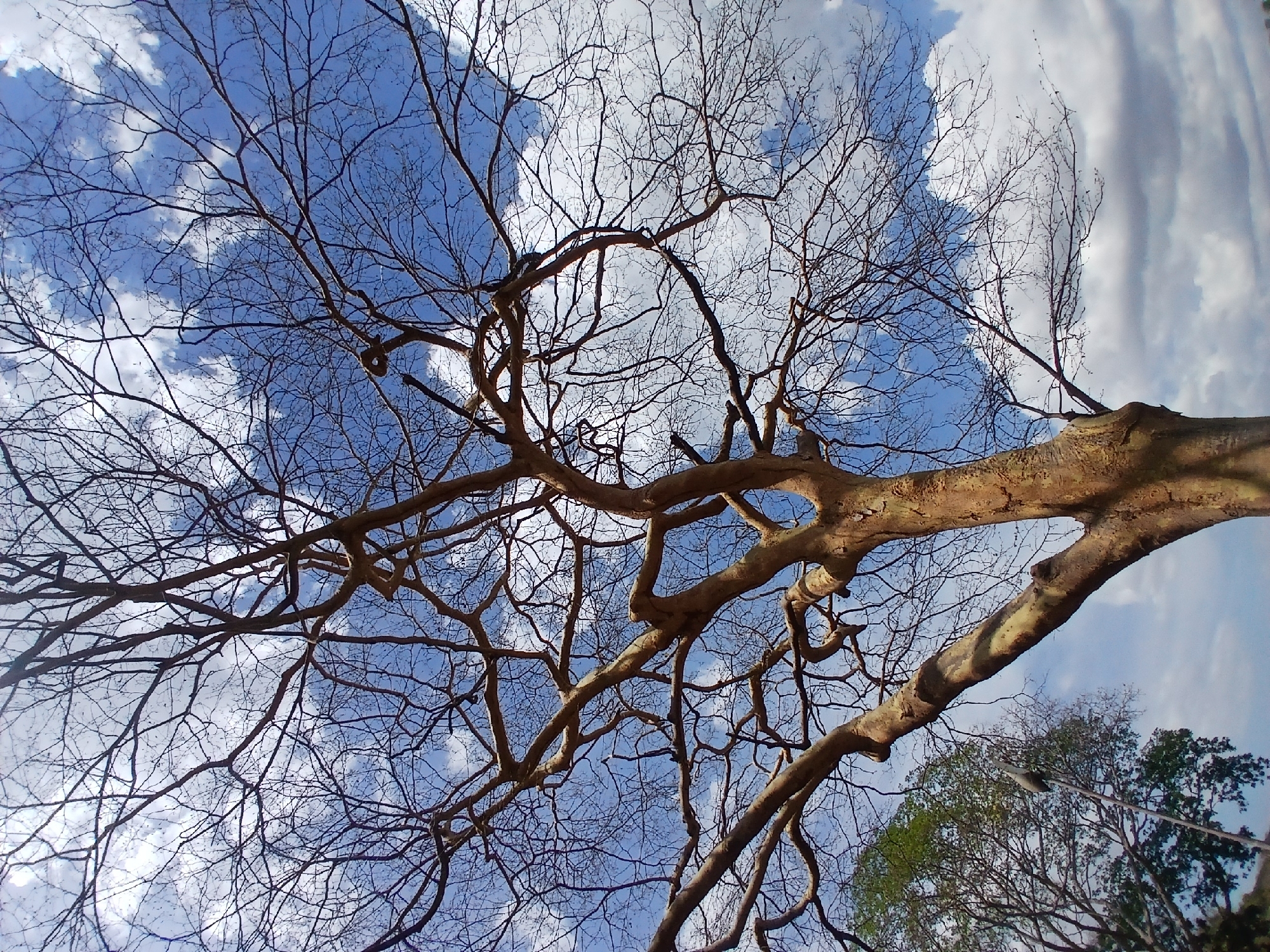 The image, taken from a low angle, shows bare tree branches against a backdrop of a blue sky with white clouds. The branches are thin and intricate, forming a complex network against the bright sky. Some branches are thicker and appear to be part of the main trunk. The sky is a mix of light blue and areas with fluffy white clouds. In the lower right corner, there's a glimpse of green foliage from other trees. The location is Guayana City, Venezuela.