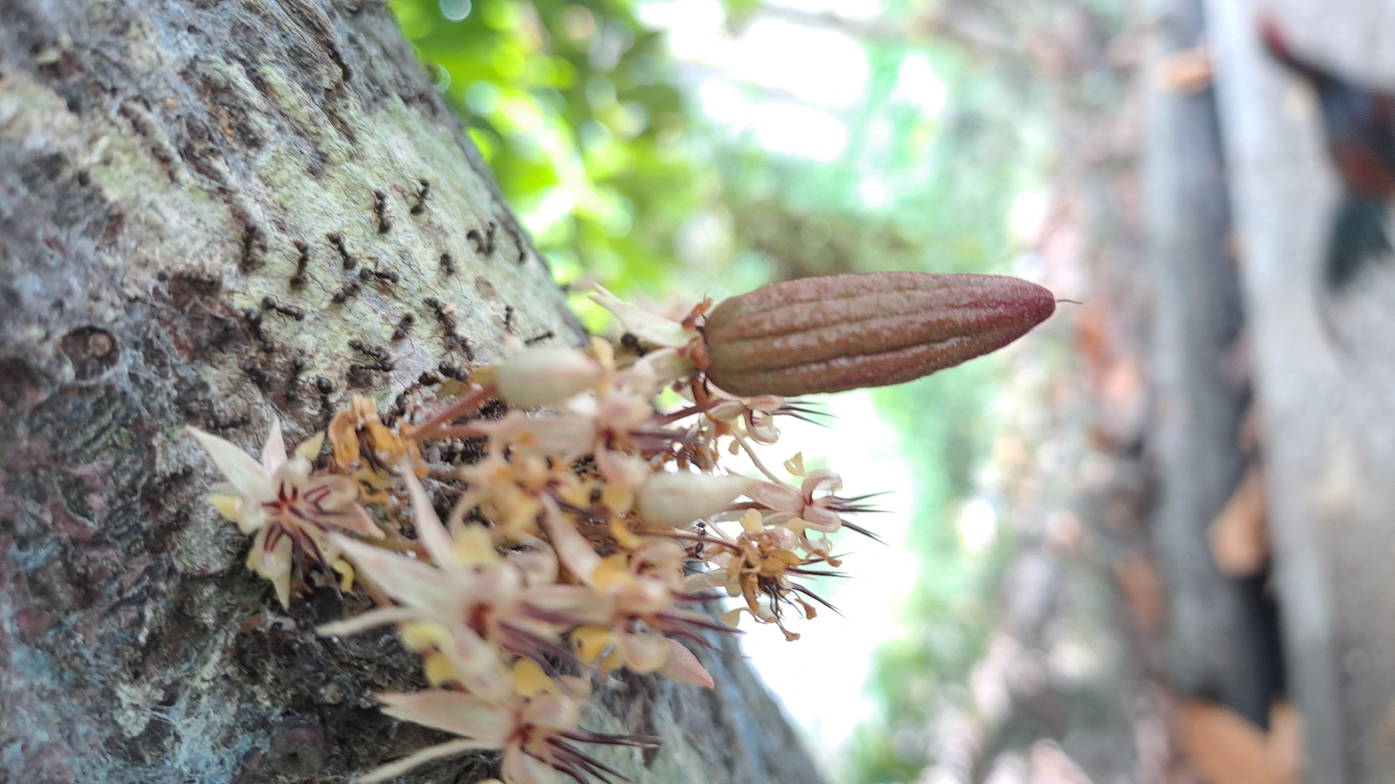 The image shows a close-up of a cacao pod and flowers growing on a tree trunk. The cacao pod is elongated, ribbed, and reddish-brown in color, hanging from a cluster of small, pale pinkish-white flowers. The flowers have delicate petals and dark stamens. The tree trunk is rough and textured, with some patches of light blue and green lichen. A cluster of small black ants is visible crawling on the surface of the trunk, near the flowers. The background is blurred, with soft green foliage and hints of sunlight filtering through. The scene appears to be outdoors, possibly in a garden or a natural environment. The location is stated to be Cotkuta, Indonesia.