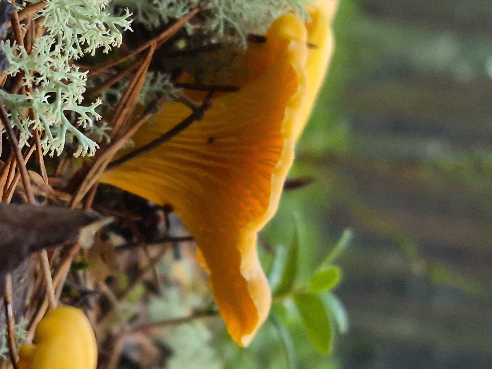 The image depicts a close-up, low-angle view of a vibrant yellow chanterelle mushroom (Cantharellus cibarius) growing in a forest floor setting. The mushroom's cap is wide and wavy, revealing delicate, brightly colored gills underneath, which are illuminated from within, showcasing shades of orange and yellow. The mushroom is surrounded by natural forest elements, including dry pine needles, bits of moss, and the pale, intricate structure of lichen. In the background, out-of-focus foliage and tree trunks suggest a woodland environment. The lighting is soft and natural, contributing to the serene and organic feel of the scene. This image was likely captured in the vicinity of Hargla, Estonia, a region known for its extensive forests and abundant wild mushrooms.