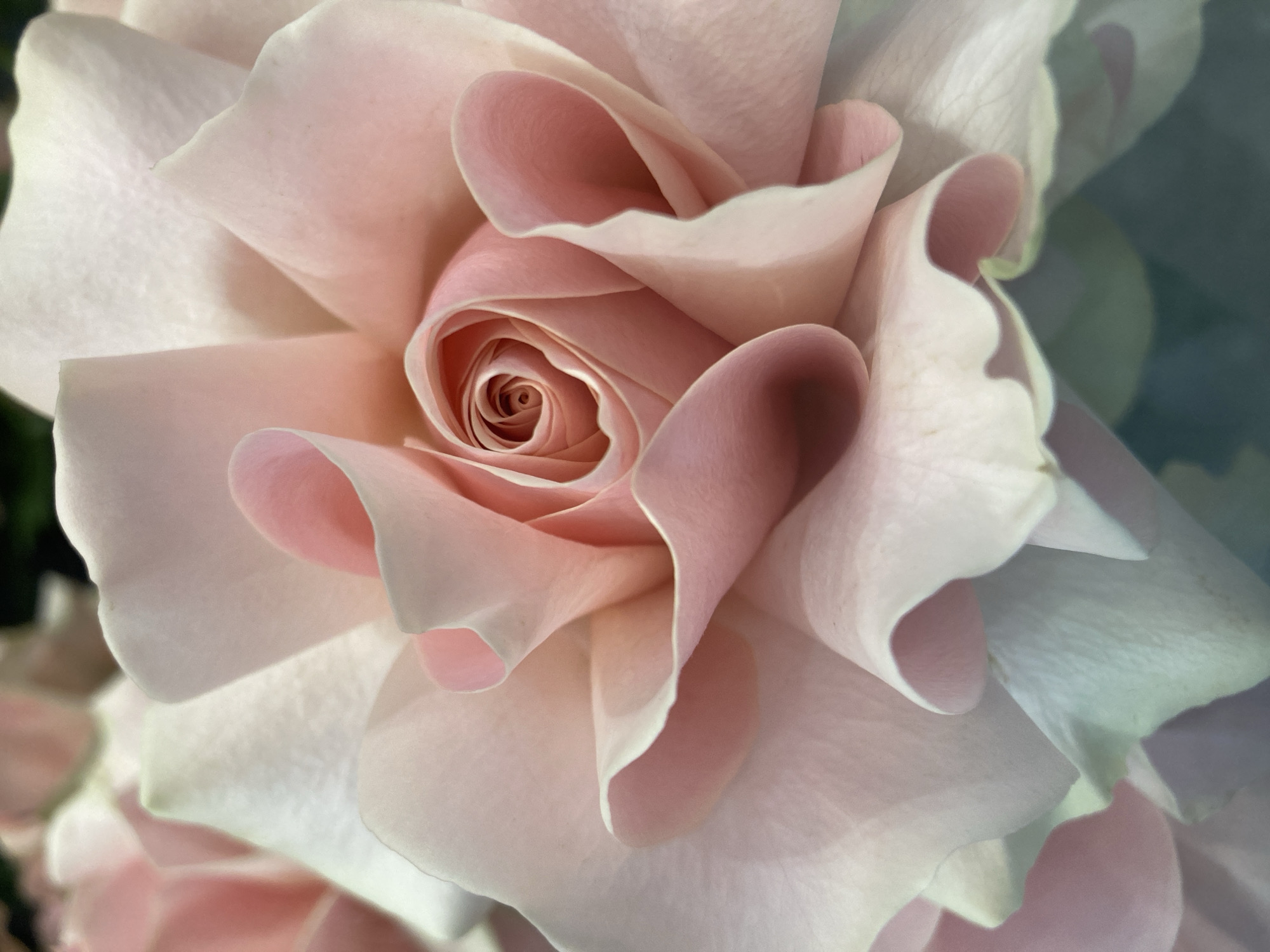 A close-up photograph depicts a light pink rose in full bloom. The petals are tightly wound at the center, forming a spiral, and gradually unfurl outwards. The petals have a smooth, soft texture and a subtle gradient of color, transitioning from a deeper pink at the core to a lighter, almost white hue at the edges. The edges of some petals are slightly ruffled. The background is blurred and indistinct, with hints of green and other soft colors. The image is focused entirely on the rose, highlighting its delicate details and natural beauty. The location is not discernible from the image itself.