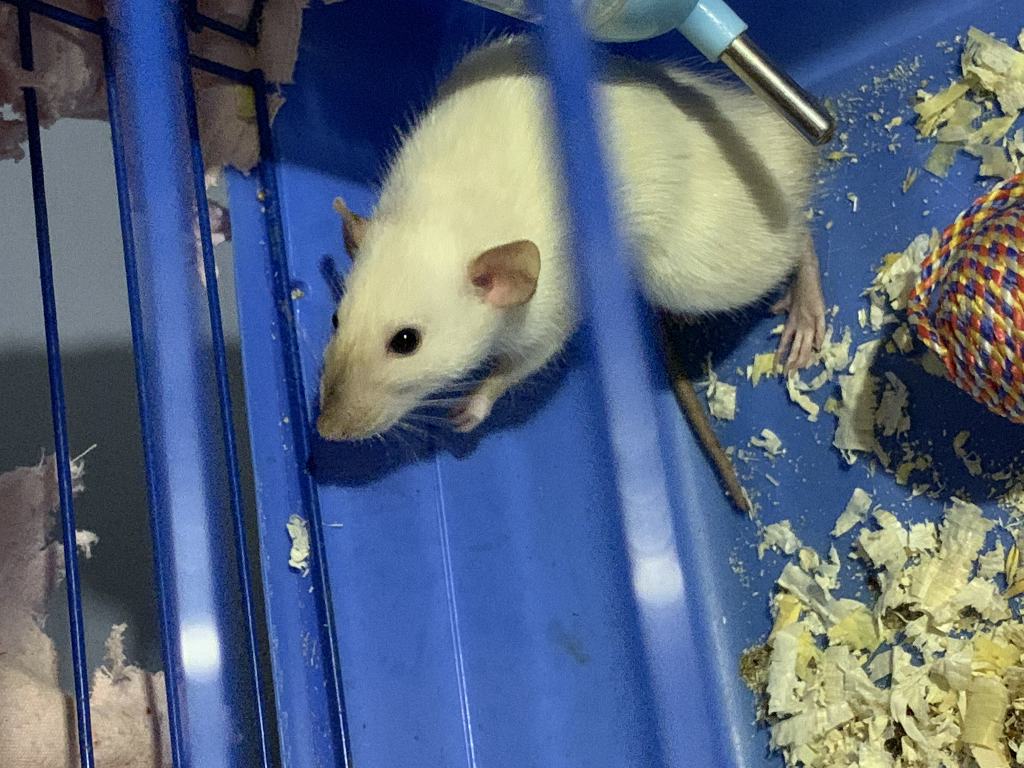 A white and tan rat is inside a blue metal cage. The rat is positioned toward the left side of the image, with its head near the cage bars and its body extending to the right. The rat has black eyes, pink ears, and a long tail. Inside the cage is bedding material that resembles shredded paper. A multicolored rope toy is on the right side. A metal water bottle nozzle is visible near the rat's back. The location is not evident in this image.