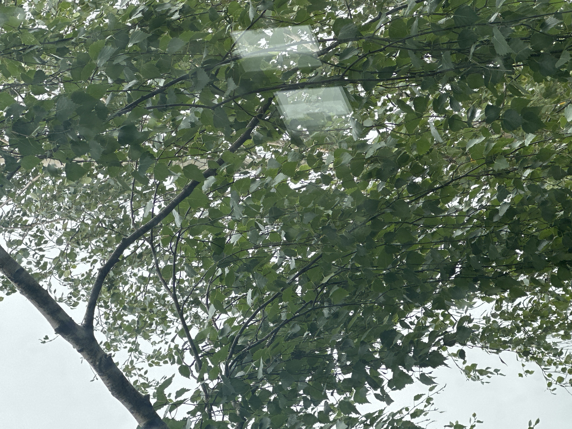An upward-angle medium shot captures a dense canopy of green birch leaves and thin branches against a pale, overcast sky. The scene appears to be within the city of Plesetsk, Russia, as indicated by the presence of a rectangular reflective surface, likely a window or glass panel, embedded within the foliage. This reflective surface shows a faint, distorted green square, suggesting it is part of a building or structure. The leaves are predominantly a vibrant green, with some appearing slightly lighter or darker due to the lighting conditions. The branches vary in thickness, with a prominent thick branch stretching diagonally across the upper left of the frame. The overall impression is one of nature encroaching on urban elements, with the overcast sky contributing to a soft, diffused light.