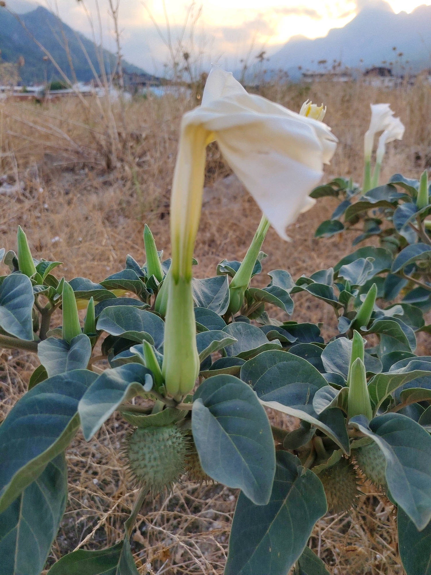 A datura plant with large, pale green leaves and several spiky seed pods is in focus in the foreground. A single white, trumpet-shaped flower is partially open and droops from a stem. In the background, dry, brown grass covers the ground, and a hazy mountain range is visible under a pale sky. The location is implied to be Konyaaltı, Turkey, but there are no specific urban elements to confirm this. There are no people or animals present in the image.