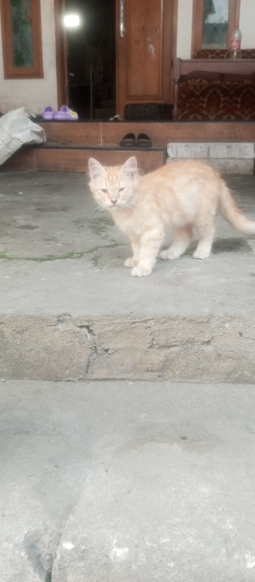 A light orange cat with tabby markings stands on a concrete surface in front of a stepped entryway to a building. The cat is facing the camera with its head slightly tilted and its eyes partially closed. Its left ear is also slightly drooped. The background shows a wooden door, a window with a greenish pattern, and a piece of furniture with a patterned fabric. There are also some shoes and a white bag visible on the steps. The overall scene appears to be an outdoor domestic setting.