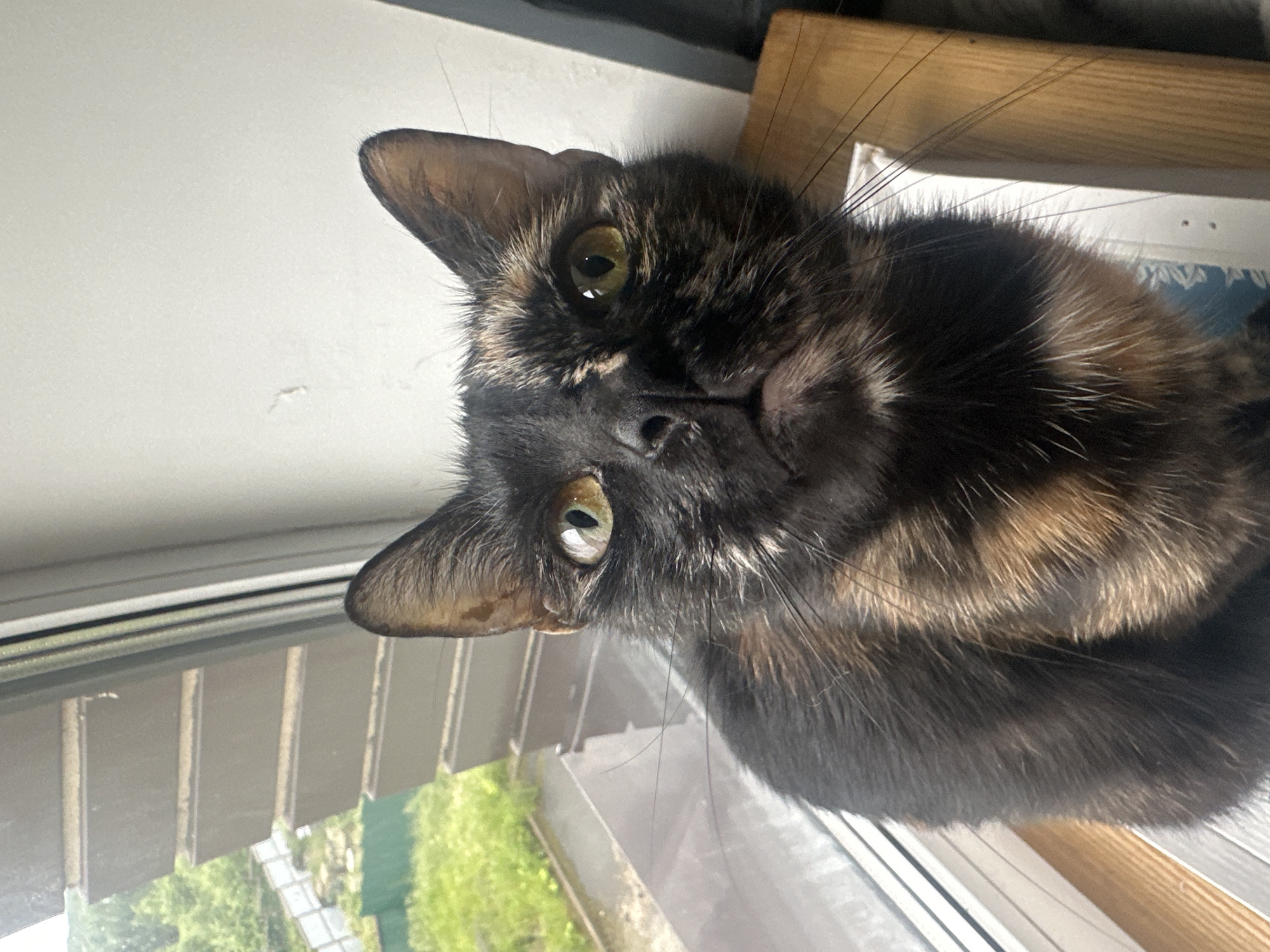 A tortoiseshell cat is positioned on a windowsill, looking directly at the camera. The cat has a mix of black, brown, and tan fur. Its eyes are green. To the left of the cat, through the window, is a view of a green outdoor area with some trees and a fence. The windowsill itself appears to be made of a light-colored material. The background to the right is a plain white wall and a wooden surface. The image is captured from a close-up perspective, focusing on the cat's face and upper body. The scene is indoors, near a window with a view of the outdoors. The cat's fur shows distinct patches of color typical of a tortoiseshell pattern. The lighting suggests it is daytime, with natural light coming from the window. The focus is sharp on the cat, with a slight blur on the background elements. The image appears to be a casual photograph taken of a domestic pet.