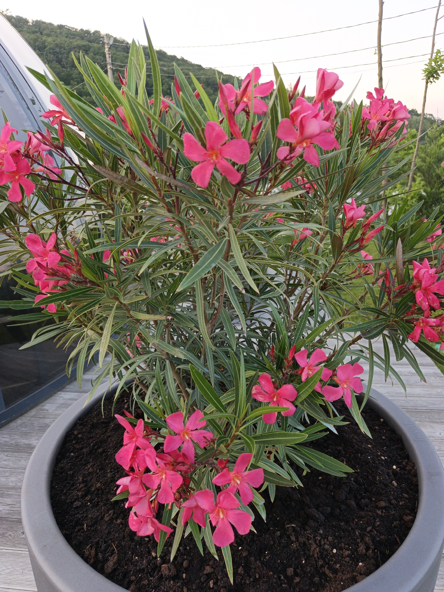 This is a close-up, eye-level shot of a vibrant pink oleander bush in a large, gray planter. The bush is full of star-shaped flowers and long, slender green leaves. The planter sits on a wooden deck, with the wood grain visible in the foreground and to the right. In the background, a blurry green hillside can be seen under a pale sky, suggesting it's either early morning or late afternoon. There are some thin utility poles and wires visible against the sky, and a glimpse of a large, dark, angled structure on the left side of the frame, possibly a building or a large piece of outdoor furniture. The overall impression is a bright, natural scene with a focus on the flowering plant. There is no visible text in the image. The setting appears to be outdoors, possibly on a balcony or patio in Pshada, Russia. The light is soft, indicating a time of day when the sun is not directly overhead.