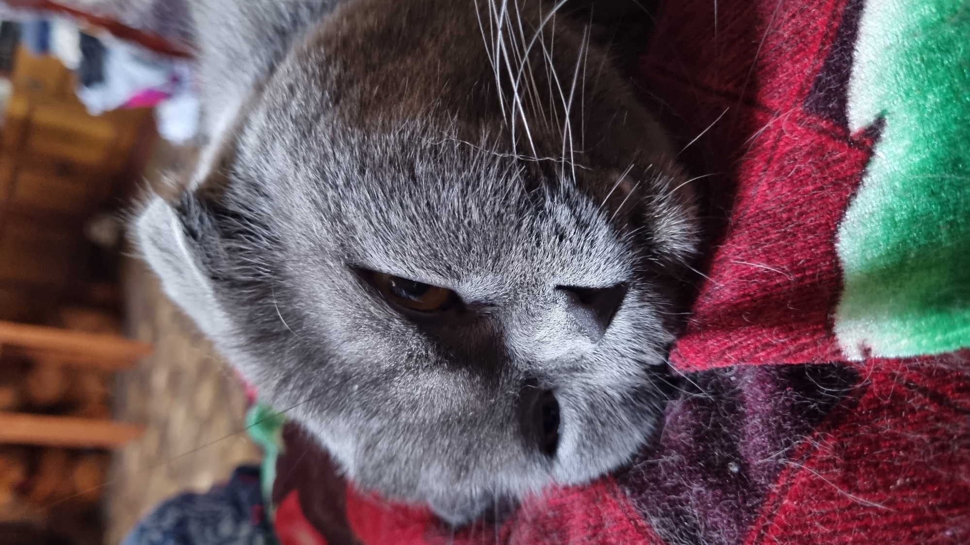 A close-up shot captures a grey Scottish Fold cat lying on a red and dark purple patterned blanket with green accents. The cat's head is turned to the right, with its left eye partially closed and its right eye visible. Its ears are folded down, characteristic of the breed. The cat's fur appears soft, and its whiskers are prominent. The background is blurred, showing indistinct wooden furniture and some colorful items, possibly indicating an indoor setting in a residential area in Vysokoe, Russia.