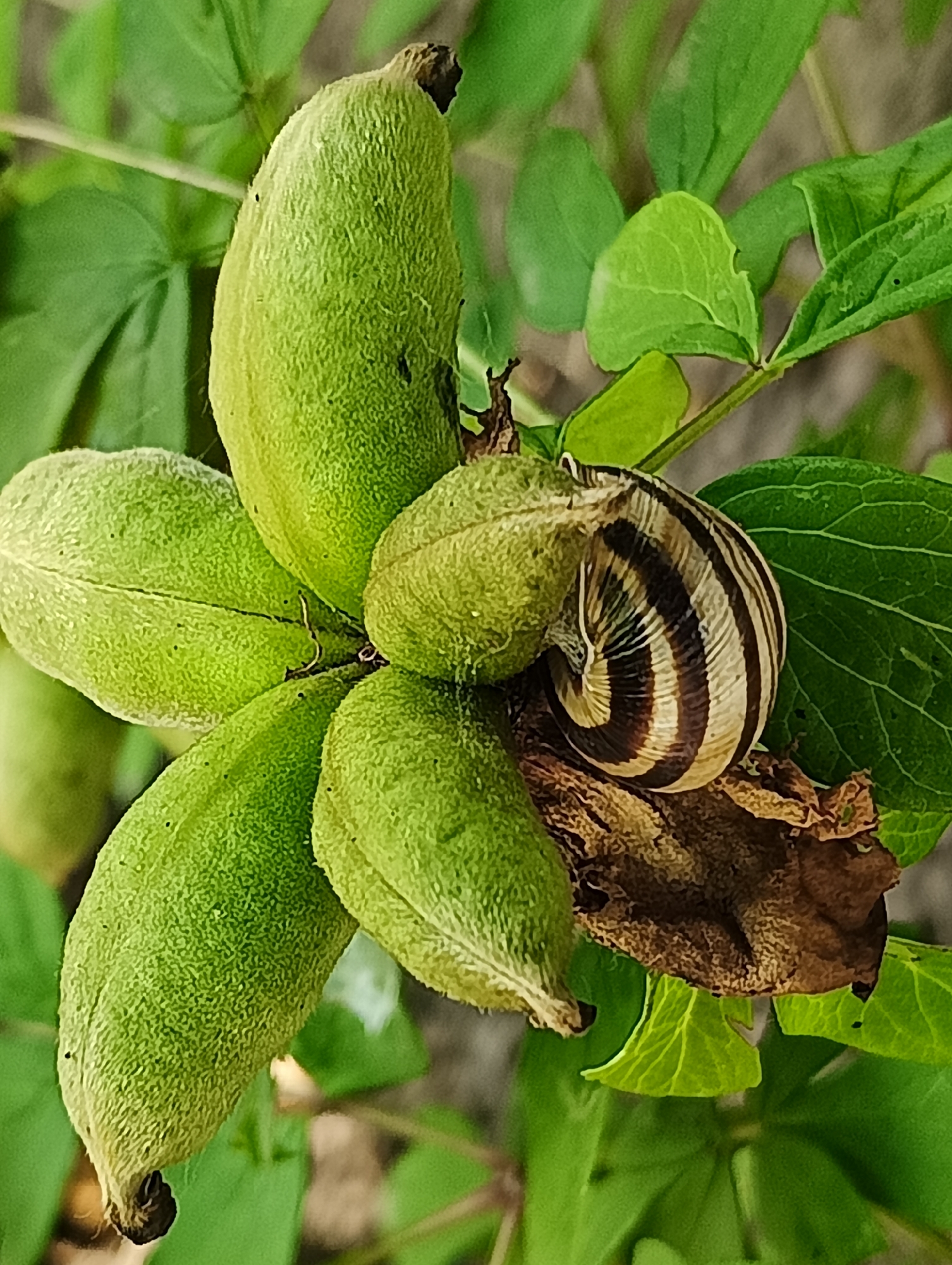 A close-up shot shows a snail resting on a cluster of green, fuzzy, ovular seed pods. The snail's shell exhibits a pattern of alternating dark brown and cream stripes. The seed pods are arranged in a circular formation around a central, dry, brown leaf. Green leaves are visible in the background, creating a natural, outdoor setting. The image appears to be taken in Biliaivka, Ukraine, based on the provided context.