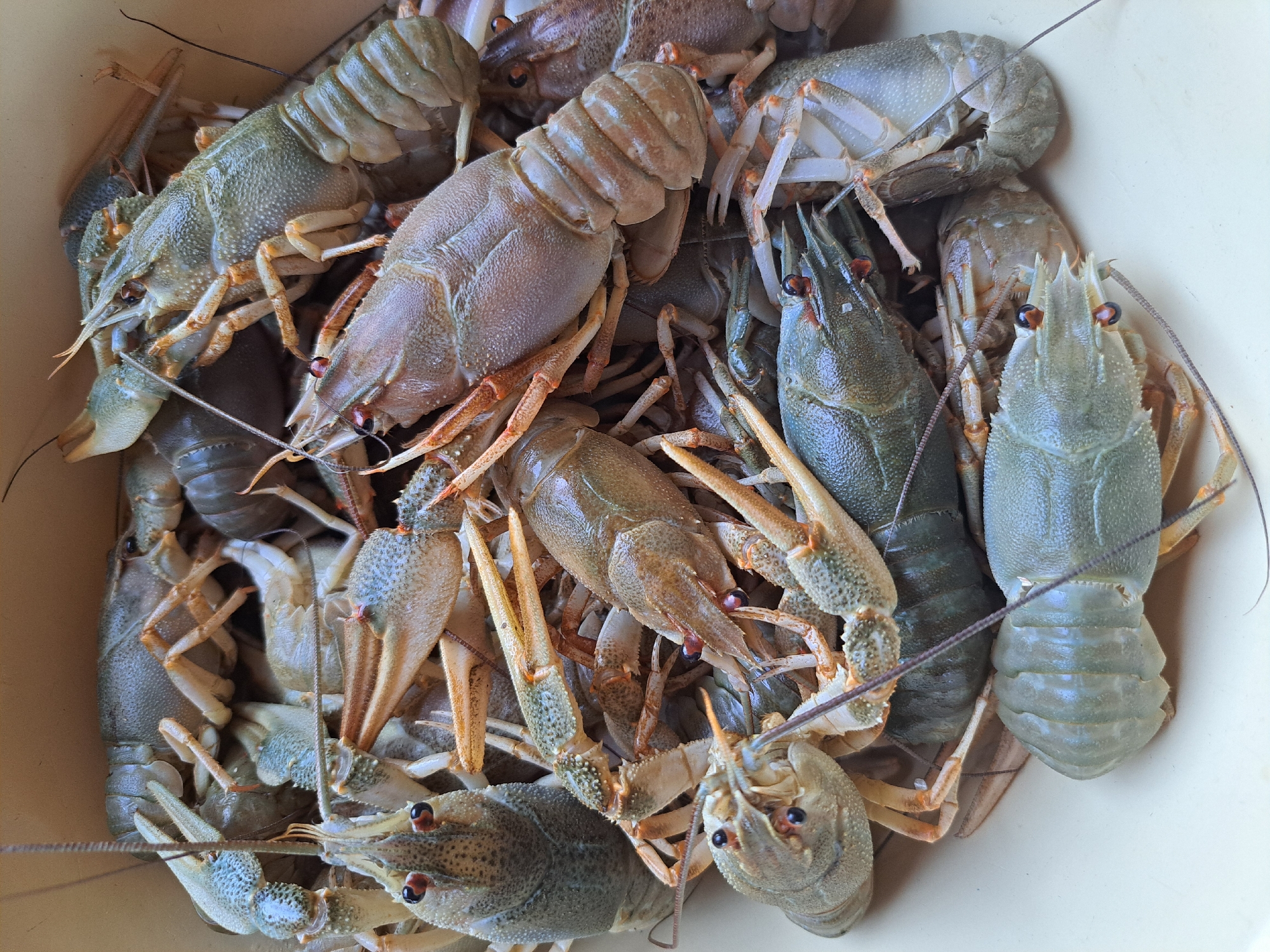 A top-down, close-up shot captures a pile of live crayfish in a light-colored, shallow container, likely a basin or bowl. The crayfish vary in color, with some exhibiting a greenish-blue hue and others a muted brown or tan. They are densely packed, with their segmented bodies, claws, and antennae intertwined. Several crayfish are prominently positioned in the foreground, their black eyes and reddish-brown mouthparts clearly visible. The background of the container is a uniform, pale yellow or beige. The lighting is bright and even, suggesting an indoor or well-lit outdoor setting. There are no people or other animals present in the image. The scene is devoid of any discernible urban or natural environmental features, making it impossible to determine the specific location within Vypasne, Ukraine.