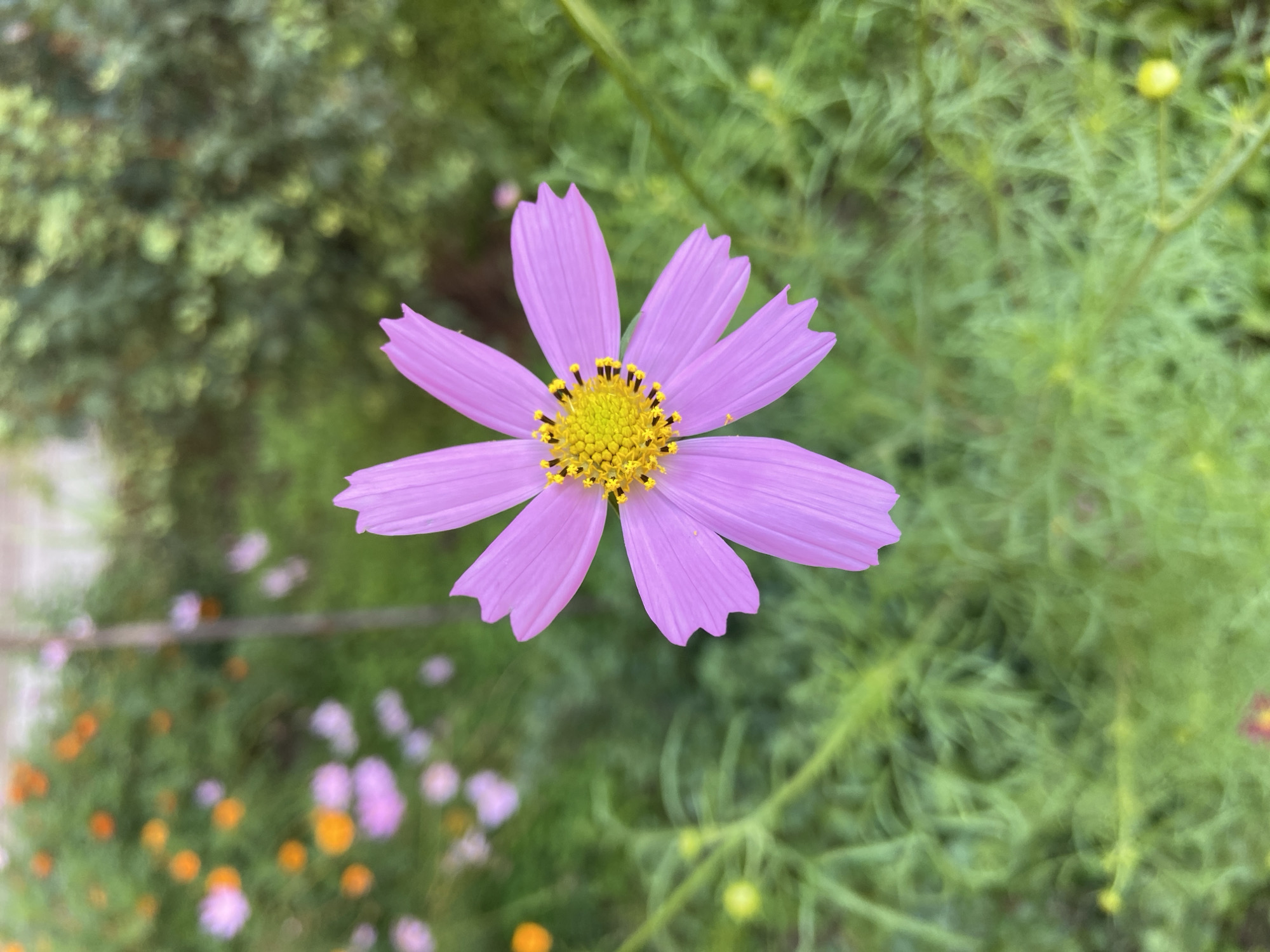 A close-up, eye-level, vertical shot features a single, soft purple cosmos flower with a vibrant yellow center and black pollen. The flower is in sharp focus, while the background is a blur of green foliage and out-of-focus orange and pink flowers, suggesting a garden setting. No specific location in Balashikha, Russia, can be determined from the image. There are no people or actions depicted.