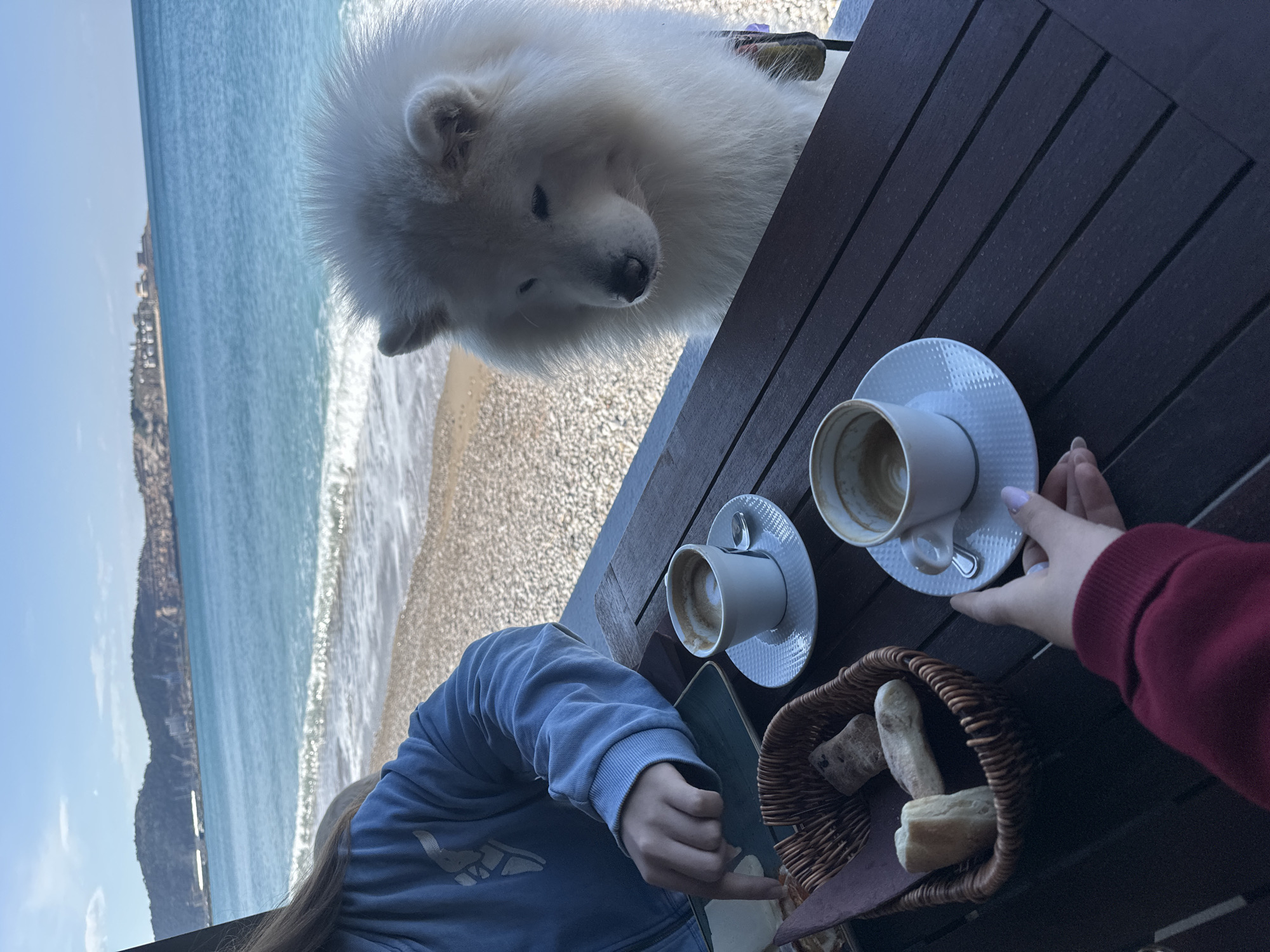 The image shows a view from a table at a seaside cafe, likely in or near Šušanj, Montenegro, judging by the coastal scenery. A large, white Samoyed dog is leaning over the table, looking down. On the dark wooden table are two cups of coffee on saucers, a basket of bread, and two arms belonging to people seated at the table. One arm, wearing a blue sweatshirt, is partially visible, with a hand reaching towards a plate. The other arm, wearing a red sweatshirt, is also reaching towards one of the coffee cups. In the background, the coastline of Šušanj is visible, with a beach, the sea, and a building or cliff-side structure. The sky is blue.