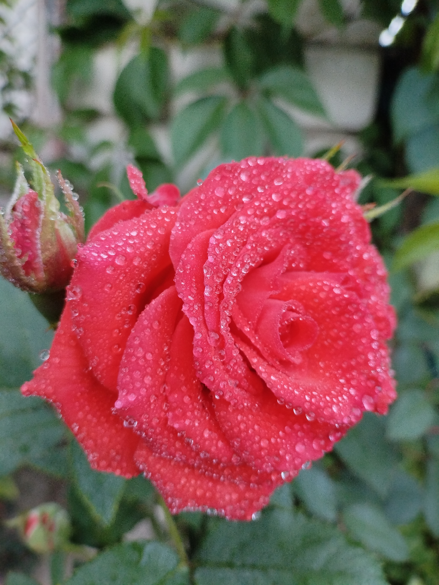 A close-up, eye-level shot of a bright red rose in full bloom, covered in numerous small water droplets. The rose is centrally framed with its petals unfurling. To the left, a smaller, tightly closed rosebud is visible, also speckled with dew. The background consists of blurred green foliage and hints of a light-colored wall or structure. The image is likely taken outdoors in a garden setting, possibly in Bialynichy, Belarus, given the specified location. No people or discernible actions are present; the focus is solely on the flora and the effect of the water droplets on the petals.