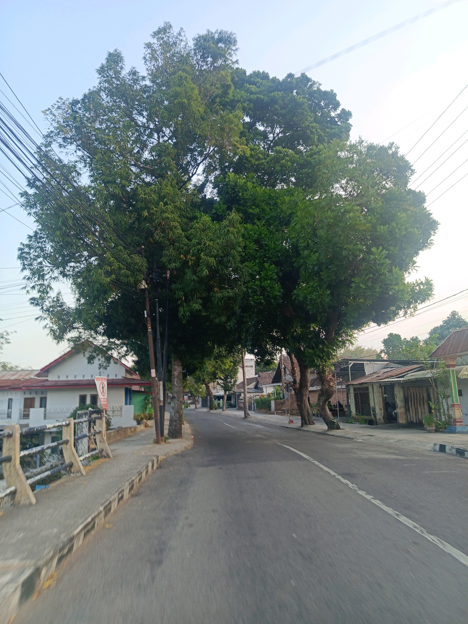 The image depicts a road in Candirejo, Indonesia, with a clear sky overhead. A large tree with lush green foliage dominates the left side of the frame, its branches extending over the road. On the left sidewalk, a white building with a red-tiled roof is visible, featuring several windows and a fence. A red and white sign with pictograms is also present on the sidewalk. The road is paved and has a white line marking its center. Several utility poles and wires are visible along the road. To the right of the road, there are more buildings with tin roofs, some appearing to be shops or residences. The environment suggests a residential or commercial area on the outskirts of a town or city.