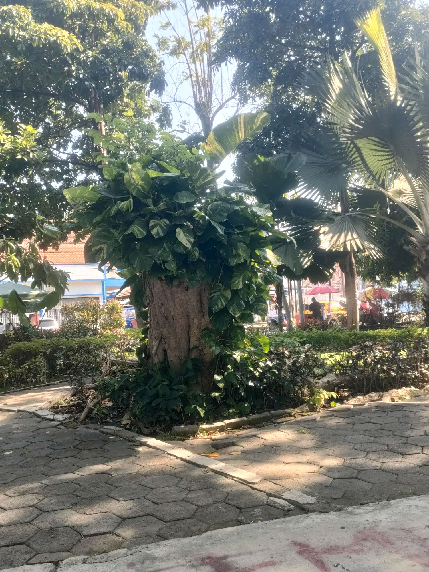 This image captures a sun-dappled outdoor scene in Surabaya, Indonesia, likely a public park or garden area. In the foreground, a textured pathway of hexagonal grey paving stones creates a geometric pattern, with shadows cast by overhead foliage. To the left, a large, thick tree trunk stands prominently, heavily draped with lush green vines and large, heart-shaped leaves, suggesting a climbing plant like Pothos. The base of the trunk is surrounded by dense, low-lying greenery and exposed roots.
Behind the tree, a row of manicured bushes lines the pathway. Further back, a building with a terracotta tiled roof and white walls is visible, partially obscured by trees and other structures. In the mid-ground, a cluster of palm trees with fan-shaped fronds adds to the tropical feel. Sunlight filters through the leaves, creating bright spots and dappled shadows.
In the background, there are glimpses of activity. Several colorful umbrellas, one red and others yellow and orange, suggest a marketplace or food stalls. People are present, though mostly indistinct figures, with one person standing near the red umbrella and others further in the distance. The overall atmosphere is one of a lively outdoor space on a bright, sunny day. The presence of tropical flora and the architecture are consistent with urban environments in Surabaya, Indonesia.