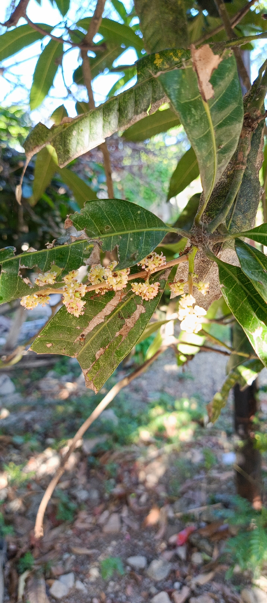 The image shows a close-up of a mango tree branch with green leaves and clusters of small, light-colored flowers. Some of the leaves have visible damage, appearing torn or with brown, dried-out sections. The background is blurred, showing more foliage, branches, and a dappled light effect, suggesting an outdoor environment. The ground below is visible and appears to be covered with dirt, small stones, and some dry leaves. No people or specific locations within Pashiebeutong, Indonesia are identifiable from the image itself.