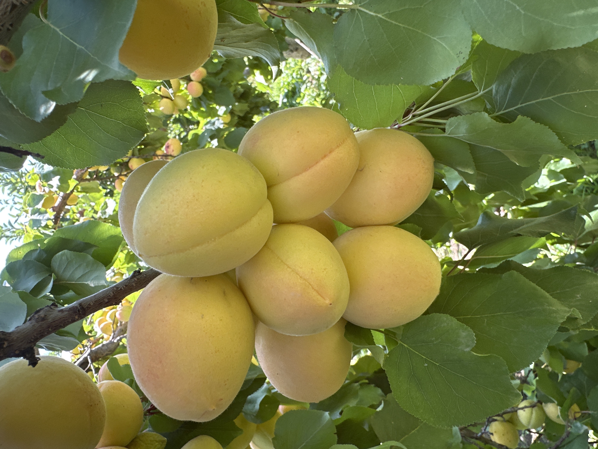 A close-up, eye-level shot captures a cluster of ripe apricots hanging from a tree branch, bathed in natural sunlight. The apricots are a vibrant yellow-orange hue, with a soft, fuzzy texture, and some display a subtle blush of pink. They are plump and round, some showing a distinct suture line. Lush green leaves, with visible veins and serrated edges, surround the fruit. In the background, more apricots are visible on other branches, along with foliage and dappled sunlight, suggesting a bountiful harvest in an orchard. The scene is consistent with a garden or farm setting, potentially in Bosteri, Kyrgyzstan, known for its fruit cultivation, especially apricots.