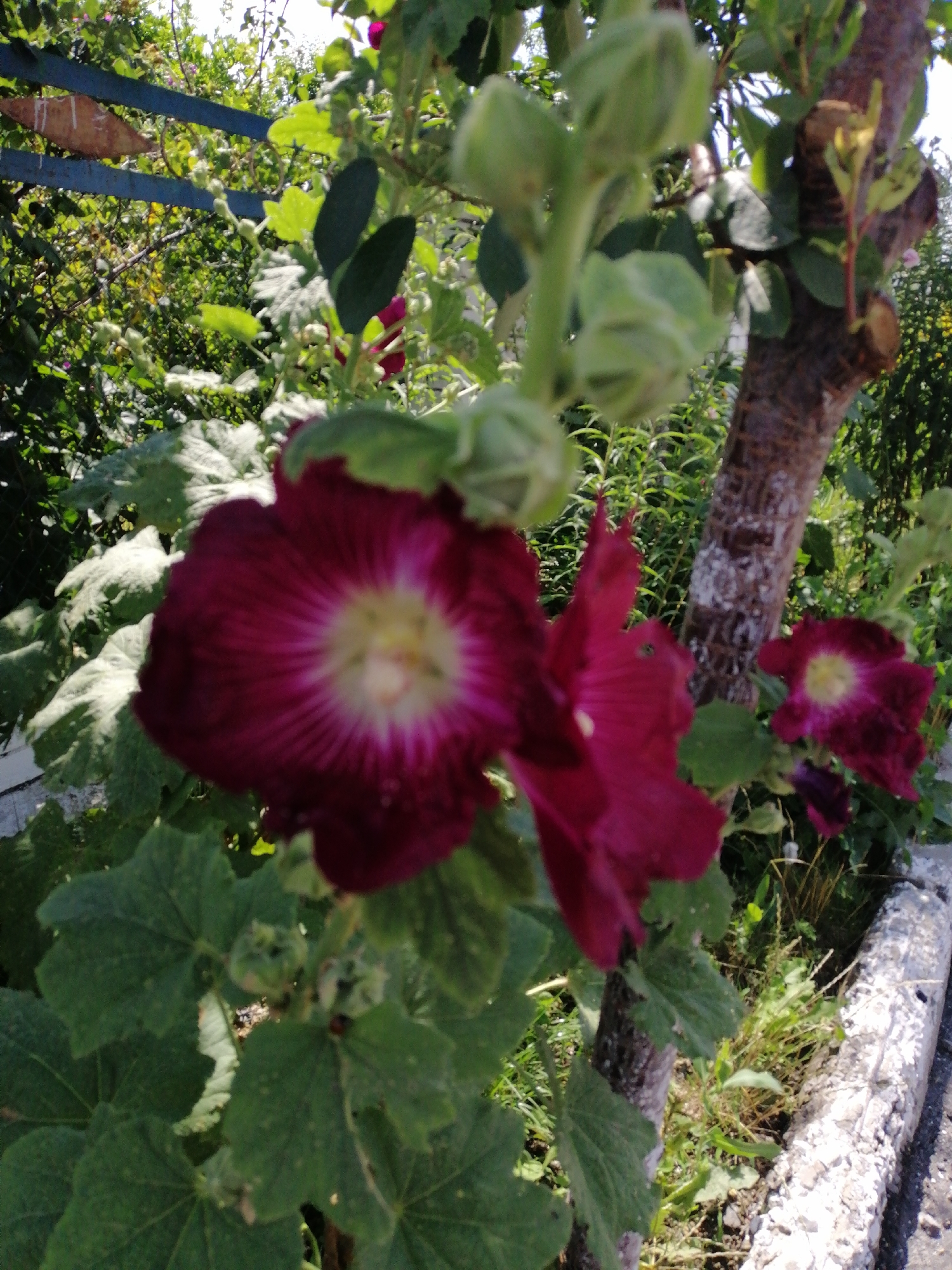 A close-up, medium-shot photograph captures a cluster of deep magenta hollyhock flowers in full bloom, with pale yellow centers. The flowers are set against a backdrop of lush green foliage and a tree trunk. In the foreground, large, textured green leaves are visible, some showing signs of wear. A hint of a weathered blue fence and a concrete curb are present, suggesting an outdoor, possibly urban or suburban setting in Lanivtsi, Ukraine. The lighting suggests it is daytime, with sunlight dappling through the leaves. There are no people or animals visible in the frame.
