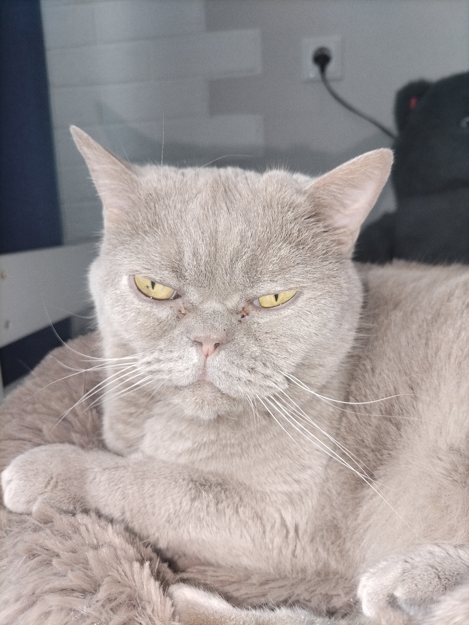 A light grey (lavender/lilac) short-haired cat is prominently featured in a close-up, chest-up shot, looking directly at the camera. The cat has striking yellow/amber eyes that are narrowed, giving it a stern, intense, or somewhat "grumpy" expression. Its nose is pink, and prominent white whiskers extend from its muzzle. Small, dark marks or scabs are visible around the inner corners of both eyes. The cat is resting comfortably, with its front paws visible and possibly crossed, on a fluffy, textured grey blanket or cushion.
The background is softly out of focus, indicating an indoor setting. On the far left, a dark blue vertical structure is present. The wall behind the cat is a light grey with a subtle texture. In the upper right background, a dark, indistinct plush toy, possibly a teddy bear, is visible, with a small red detail that might be an eye or part of its design. Above the plush toy, a white electrical outlet with a black cord plugged into it is seen against the grey wall. There is no visible text in the image.