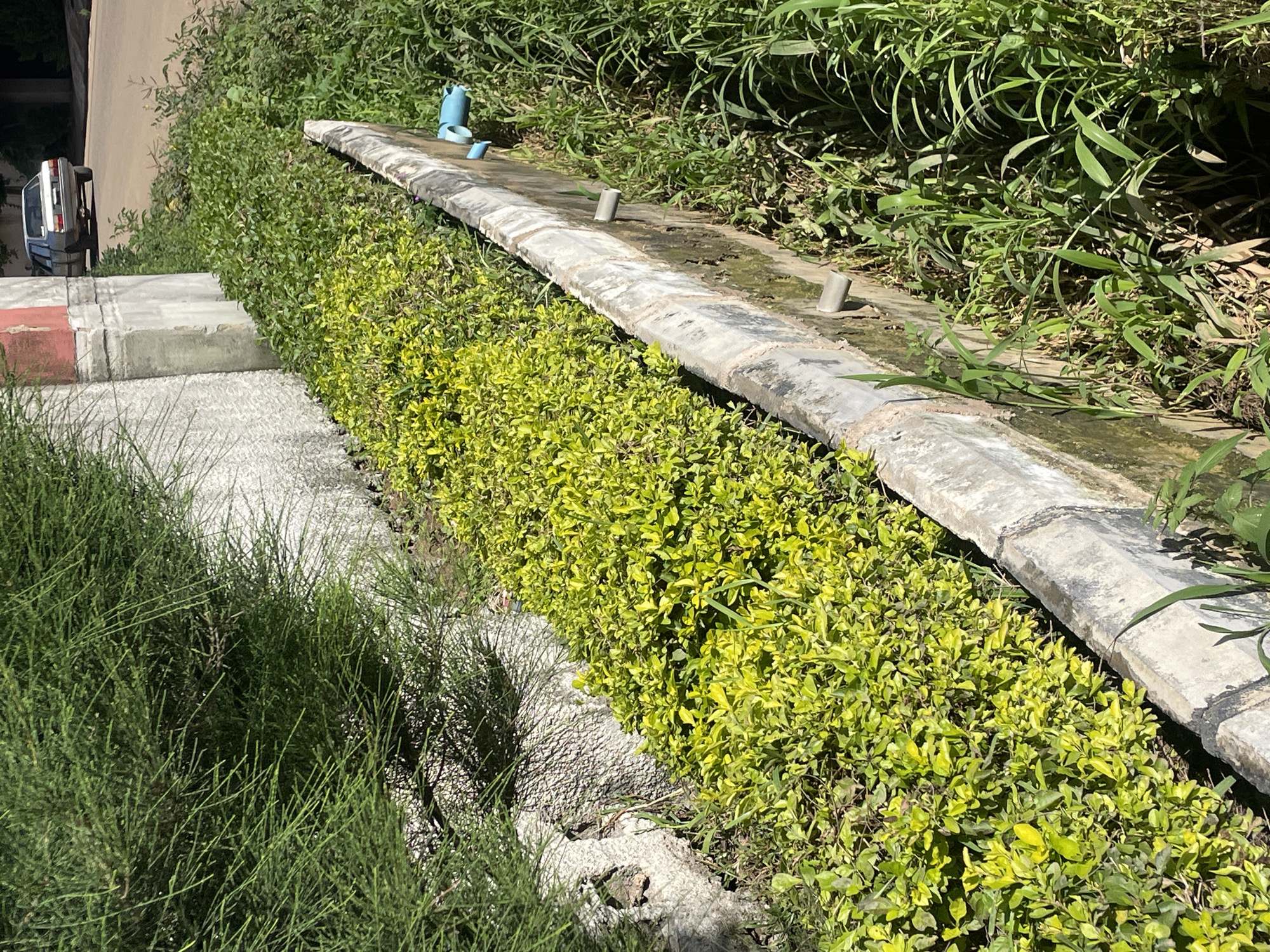 The image captures a street scene in New Stadium, Nigeria, focusing on a drainage ditch running alongside a paved area. The ditch is partially lined with concrete and contains lush, vibrant green foliage. A section of the ditch is filled with dense, bright yellow-green bushes, indicating healthy growth. Along the concrete edge, there are several small, grey pipe outlets and a blue pipe fitting protruding from the wall. In the background, a white sedan is parked on the paved surface. The environment appears to be a sunny day, with shadows cast by the foliage. A tall, feathery green shrub is visible on the left side of the image, bordering a textured concrete wall. The overall impression is one of a well-maintained urban environment with abundant plant life.