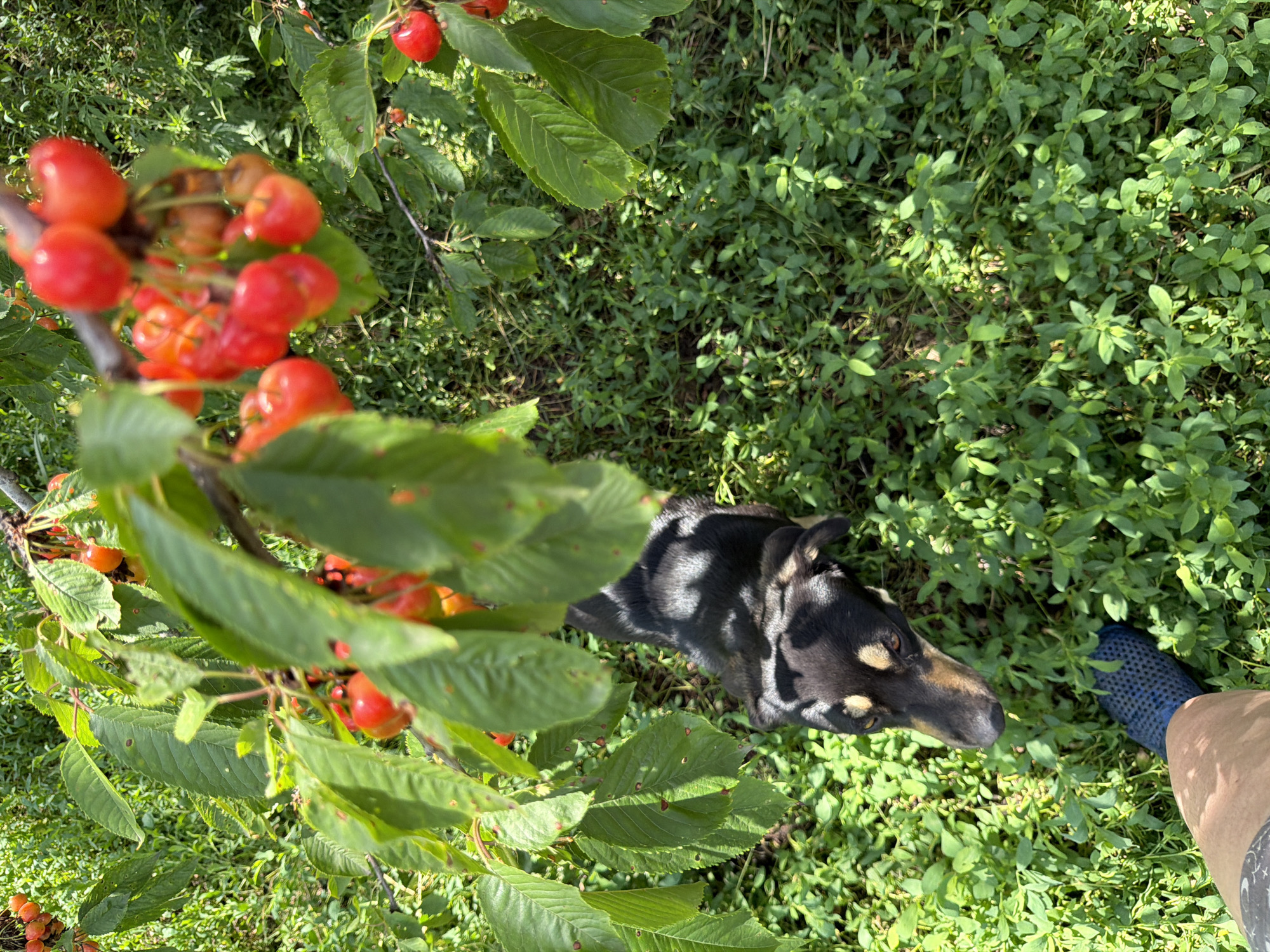 This is a top-down, eye-level, medium shot of a black and tan dog lying in the grass next to a cherry tree in Leningradskaya, Russia. The dog is facing the right side of the frame, with its head turned towards the camera. Its eyes are open and looking attentively. In the foreground, there are branches of a cherry tree laden with ripe, red cherries. The leaves of the tree are green and appear healthy. The background is a dense carpet of green grass and smaller plants, dappled with sunlight. To the right of the dog, a human leg clad in a blue sock is visible. The overall impression is one of a peaceful, sun-drenched day in a natural setting. The time of day appears to be midday, judging by the strong sunlight and shadows. No text is visible in the image. The emotion conveyed is one of calm and curiosity, as the dog seems to be observing the person taking the photo.