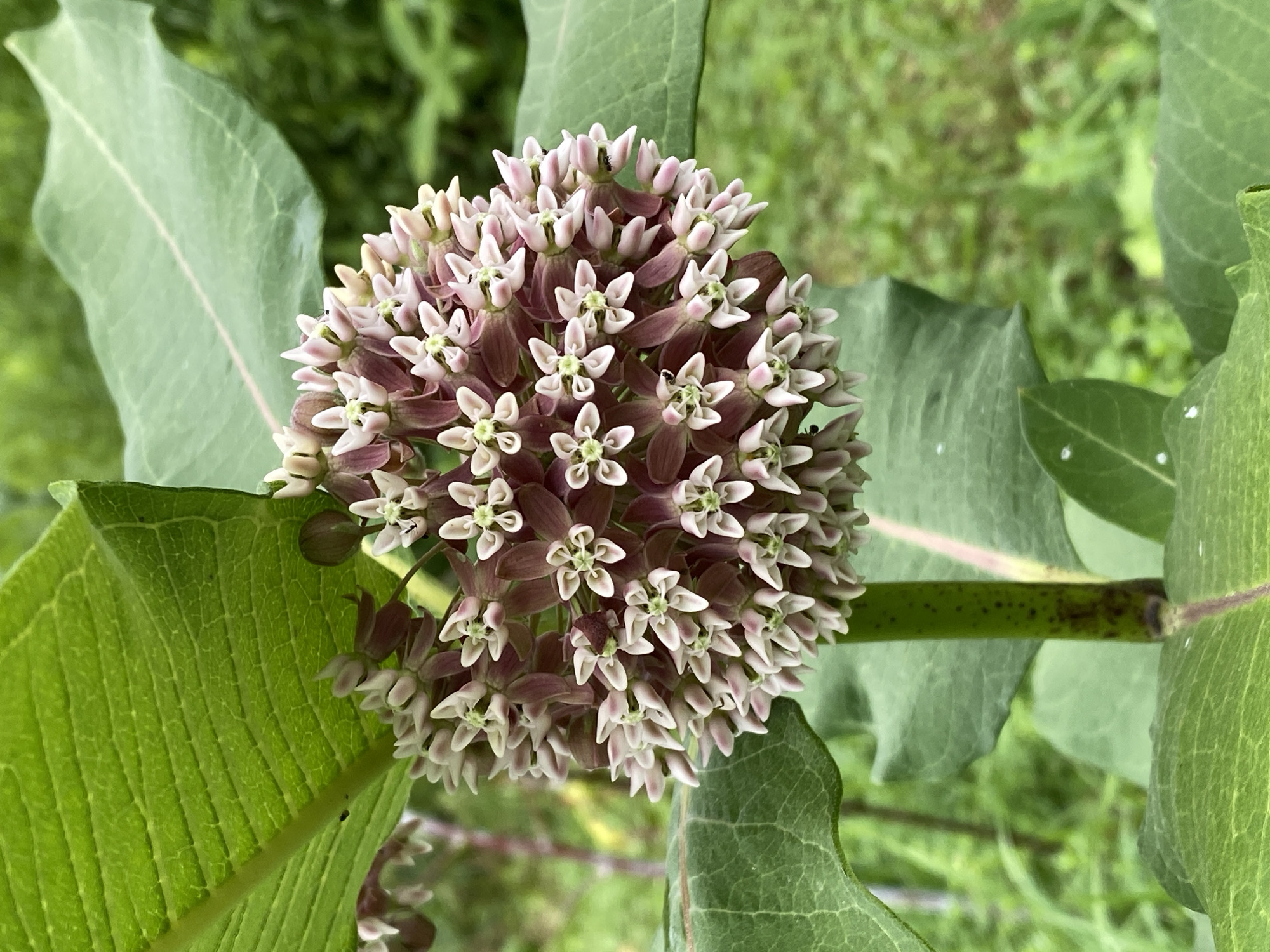 A cluster of pink and white flowers, likely milkweed, is in full bloom, suspended from a thick, green stem speckled with dark spots. The flowers are small and star-shaped, packed tightly together to form a spherical shape. They are surrounded by large, vibrant green leaves with prominent veins. The background is a blur of green foliage, suggesting an outdoor natural setting. The scene is captured in a medium shot, focusing on the detail of the flower cluster and surrounding leaves. The image is well-lit, likely taken outdoors on a clear day. The overall impression is one of natural beauty and growth. The specific location of the Town of Princetown, United States of America is not evident from the image itself.