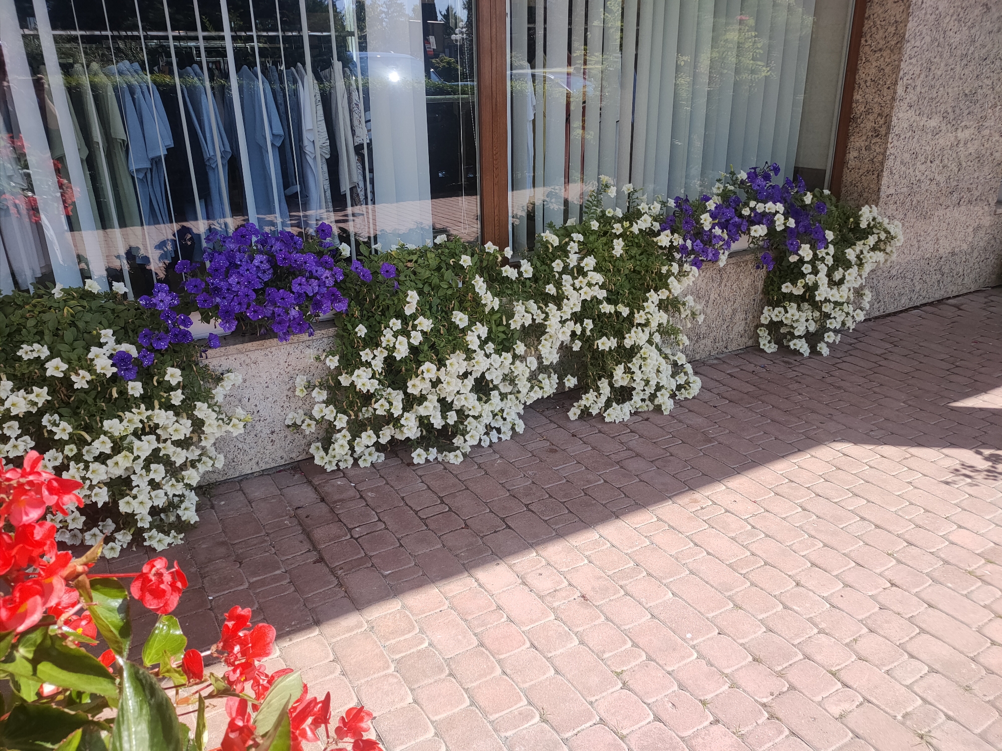 The image shows a storefront window display featuring a row of potted flowers. The flowers are a mix of vibrant purple and white petunias, with some red begonias in the foreground on the left. Behind the flowers, visible through the window, is a rack of clothing, mostly light-colored shirts and dresses. The storefront is situated on a brick-paved sidewalk, which is partially covered in sunlight and shadow. The building facade is textured, possibly stone or concrete. The scene appears to be in a city setting, likely Mikołajki, Poland, given the context. There are no people visible in the image.