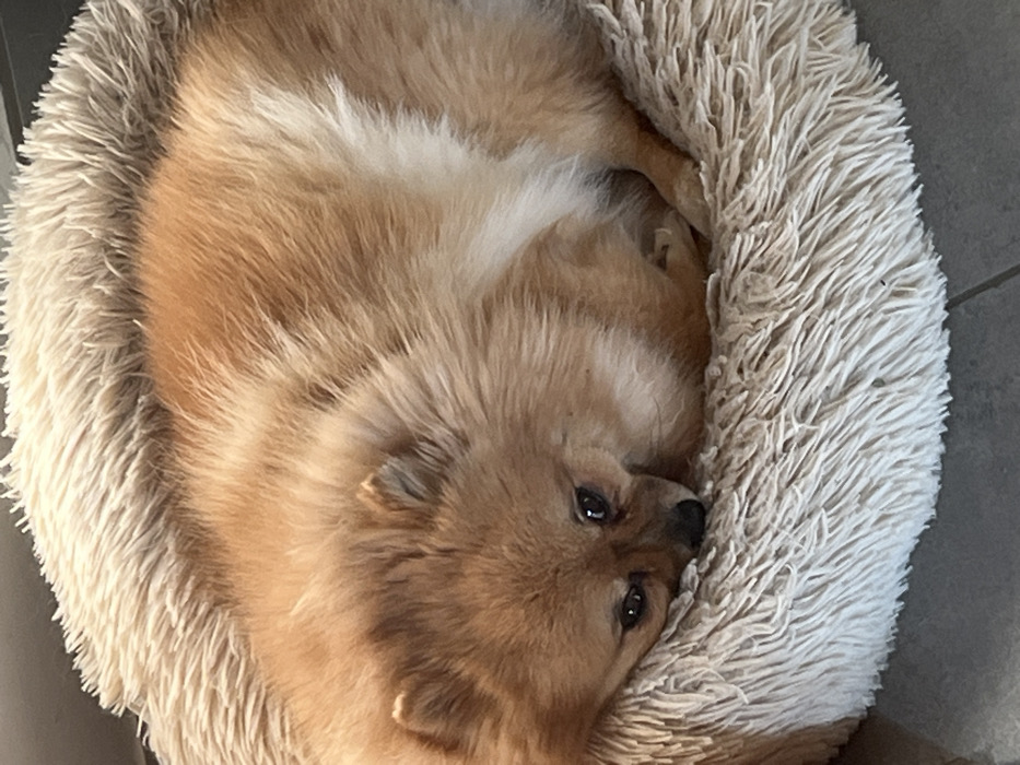 A small, orange-brown Pomeranian dog is curled in a tight sleeping position within a circular, plush, light beige faux fur dog bed. The dog's eyes are partially open, and its black nose is visible. A lighter patch of fur is present on the dog's side. The dog bed rests on a grey tiled floor with visible grout lines. This scene is located in a domestic setting within Chambœuf, France.