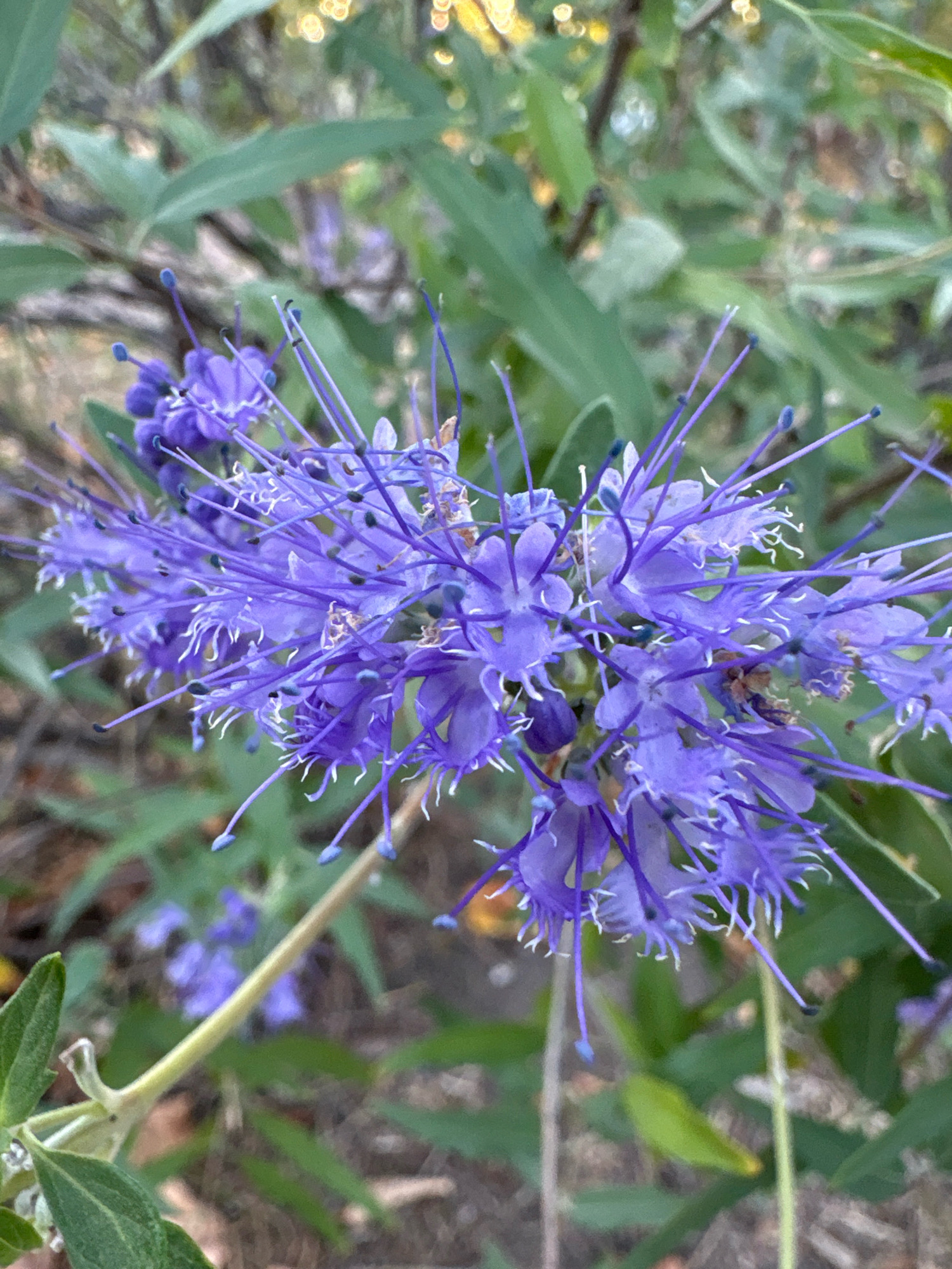 This is a close-up, vertical shot of a cluster of delicate, vibrant purple flowers with thin, spiky stamens. The flowers are in focus, with their intricate details and feathery structures clearly visible. Behind the flowers, the background is softly blurred, revealing green foliage and hints of yellow bokeh lights, suggesting natural or garden lighting conditions. The overall impression is one of natural beauty and gentle detail, with the sharp focus on the flowers drawing the viewer's attention. There are no people or specific urban landmarks visible, so it is not possible to determine the location within Cherkasy, Ukraine.