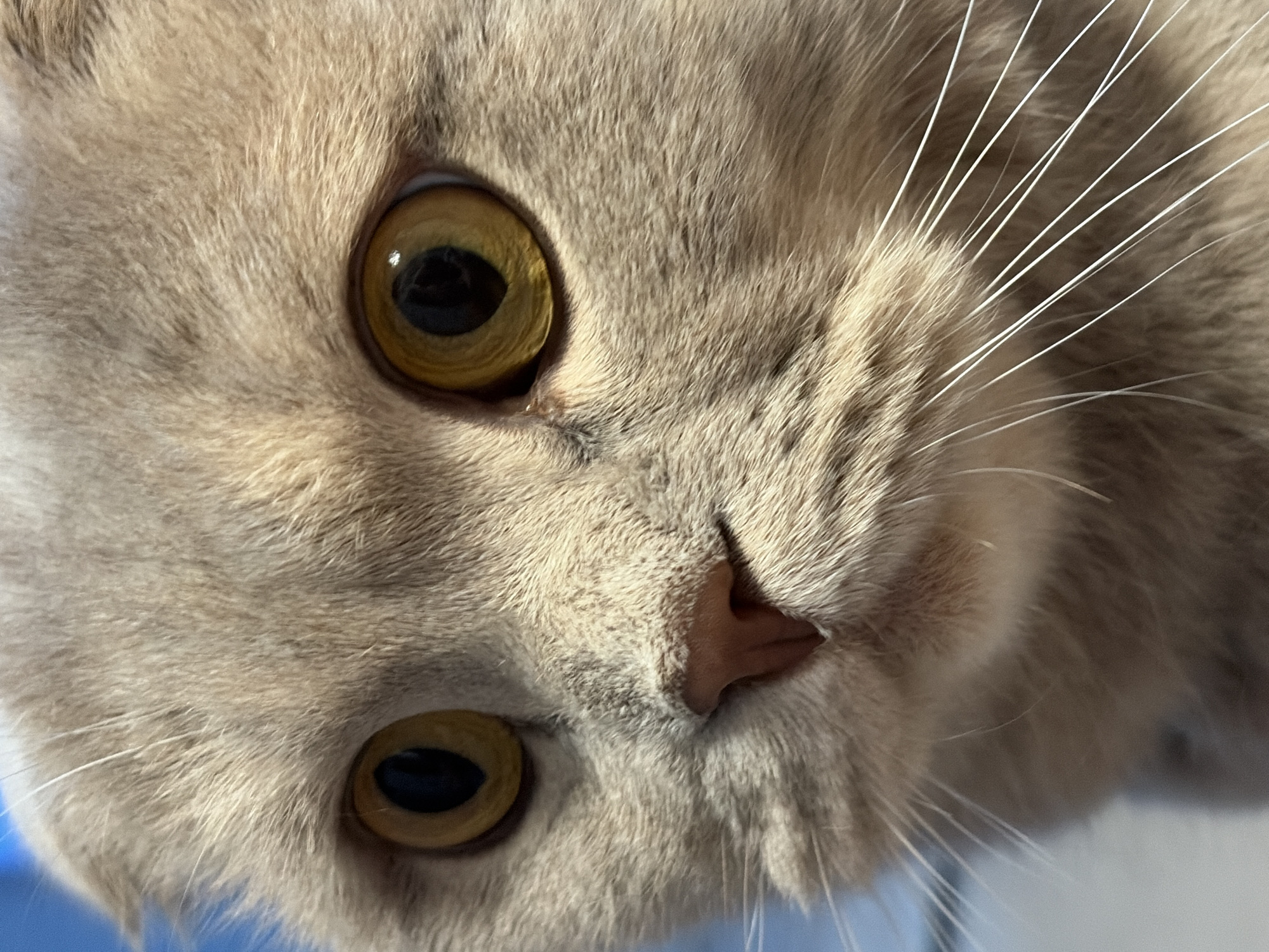 A close-up, skewed perspective image depicts the face of a tan cat. The cat's golden eyes, nose, and whiskers are prominent. The background is out of focus. The scene's location is unknown.