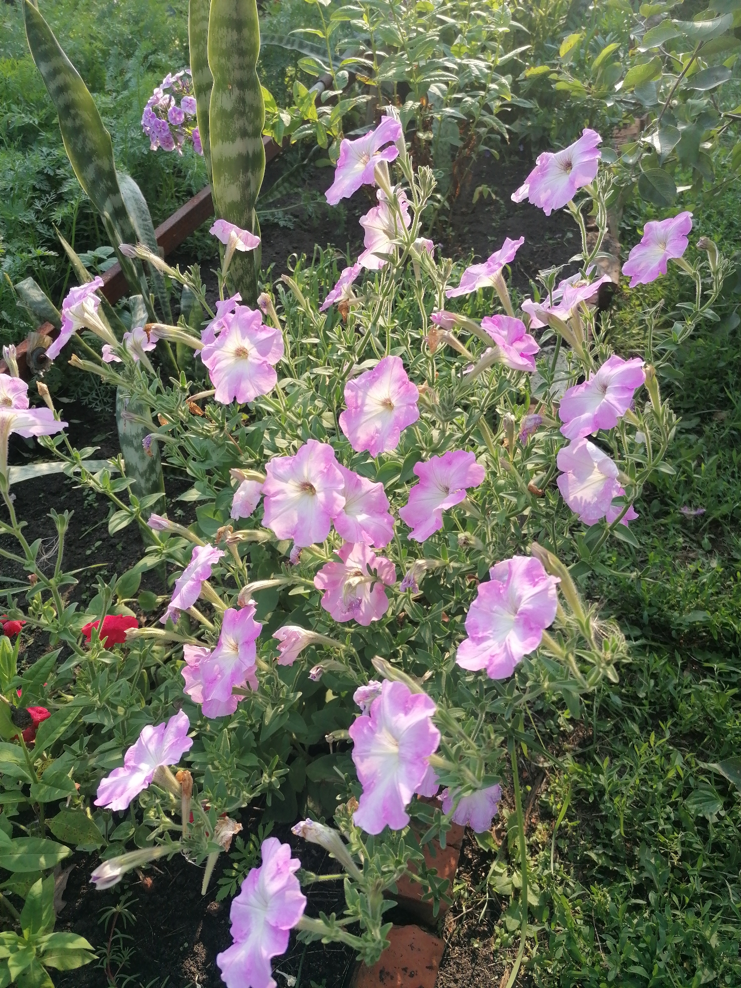 The image shows a close-up view of a garden with several pink and white petunias in full bloom. The flowers are clustered together, with their trumpet-shaped petals open to the sunlight. The background is filled with lush green foliage, suggesting a natural and vibrant setting. There are also some snake plants visible, adding a touch of exoticism to the scene. The lighting indicates that it is either early morning or late afternoon, as the sun casts a warm glow on the flowers. The overall impression is one of tranquility and natural beauty. The scene appears to be in a garden in Мыльниково, Russia, judging by the provided location context. There is no visible text in the image.