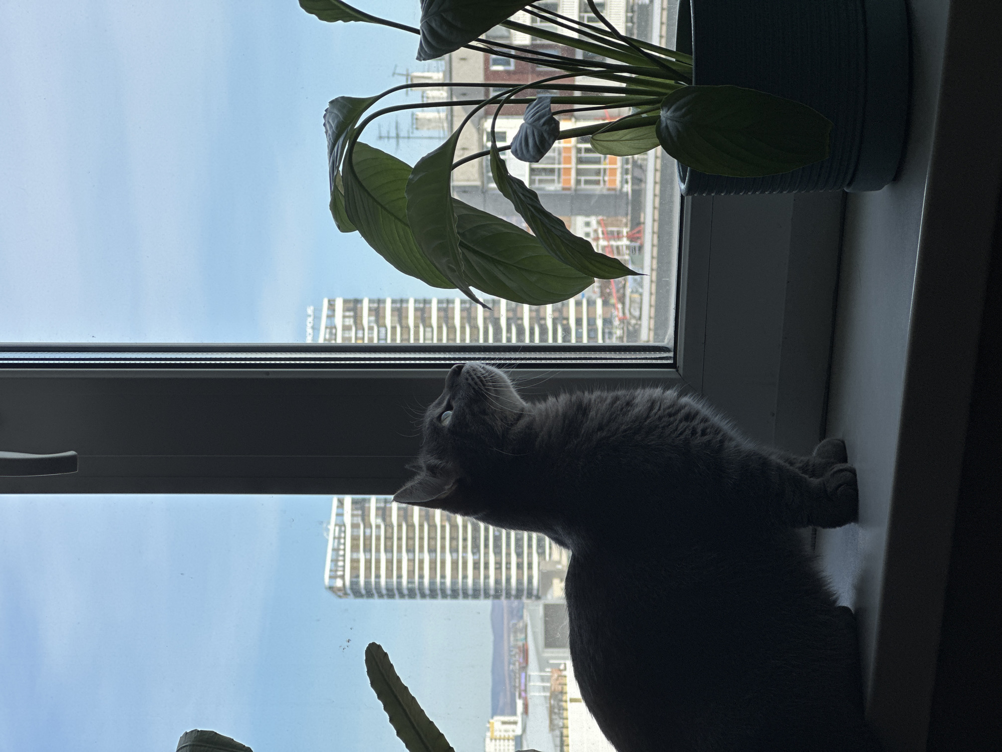 A gray cat sits on a windowsill, looking upwards towards a building visible through the window. The building has a modern design with multiple vertical lines. A green plant is located on the windowsill next to the cat. The cat is facing the window. Outside the window, in the distance, is a cityscape. Based on the architecture and landscape, the city is likely Krasnoyarsk, Russia.