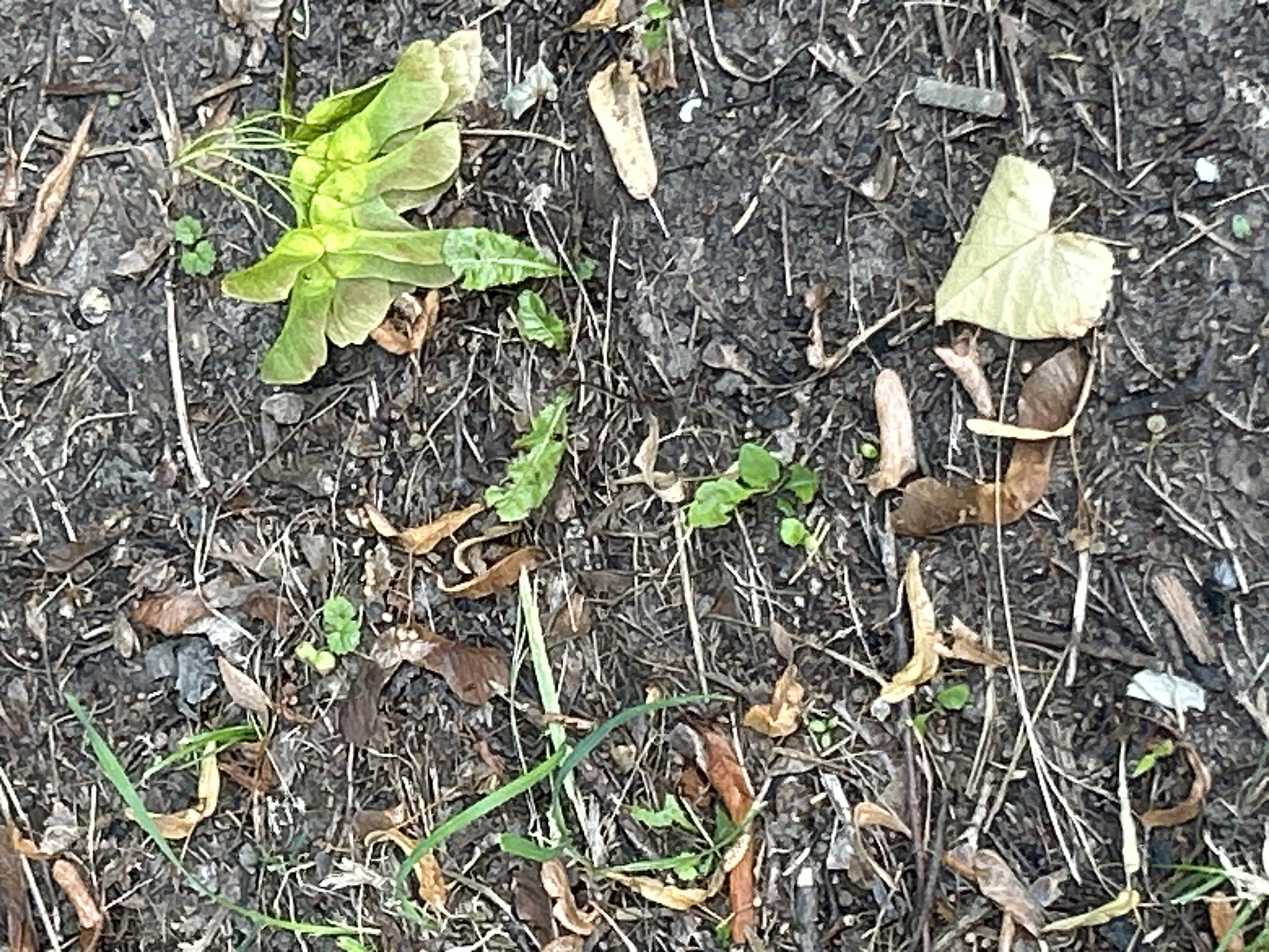 The image depicts a close-up, eye-level view of the ground, likely in an outdoor setting within Zelenograd, Russia. The surface is primarily composed of dark, loamy soil mixed with a variety of organic debris, including dry leaves in shades of brown and tan, twigs, and straw-like material. Several small, green sprouts are visible, indicating recent growth. A prominent cluster of bright green, winged seeds, possibly from a maple tree, rests on the ground near the center-right of the frame. A single, light green, heart-shaped leaf lies in the lower right quadrant. The scene is devoid of any people or animals.