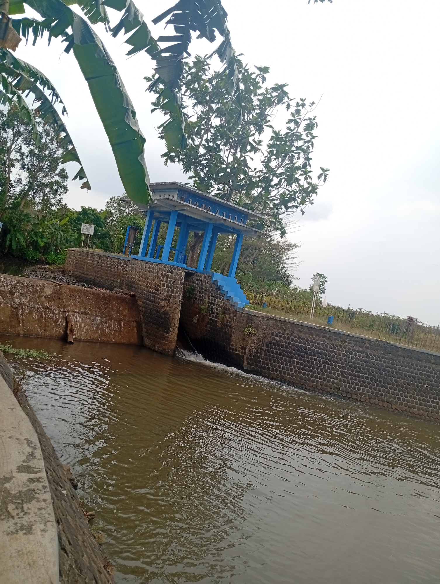 An outdoor, eye-level, medium shot shows a concrete structure on the right, with a body of brown water flowing in the foreground. The water is rippling and shows a gentle current. The concrete structure is part of a dam or sluice gate. It is composed of rough, hexagonal stones and forms a retaining wall along the body of water. There is a small waterfall or spillway where water is actively flowing over the dam.
On top of the dam is a bright blue, open-air pavilion with a flat roof, supported by pillars. Blue stairs lead up to the pavilion from the dam. The pavilion is empty.
Behind the dam and to the left, there is a rough concrete wall that appears to be part of the dam's construction. Beyond the concrete wall, there are lush green trees and vegetation. A sign with white text on a dark background is visible among the trees.
In the background, there are more trees and a fence line. The sky is overcast and pale. In the upper left corner of the image, large green banana leaves are hanging down, partially obscuring the view of the sky and trees. The overall scene depicts a rural or semi-rural area with a functional water management structure.