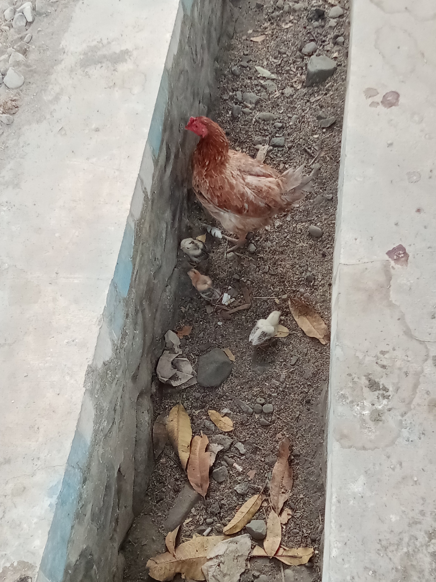 In Selowogo, Indonesia, a brown hen stands in a narrow, rocky, dirt-filled trench bordered by a concrete structure. Several small chicks, one light brown and two white, are scattered around the hen. Dry leaves are also present in the trench and on the concrete.