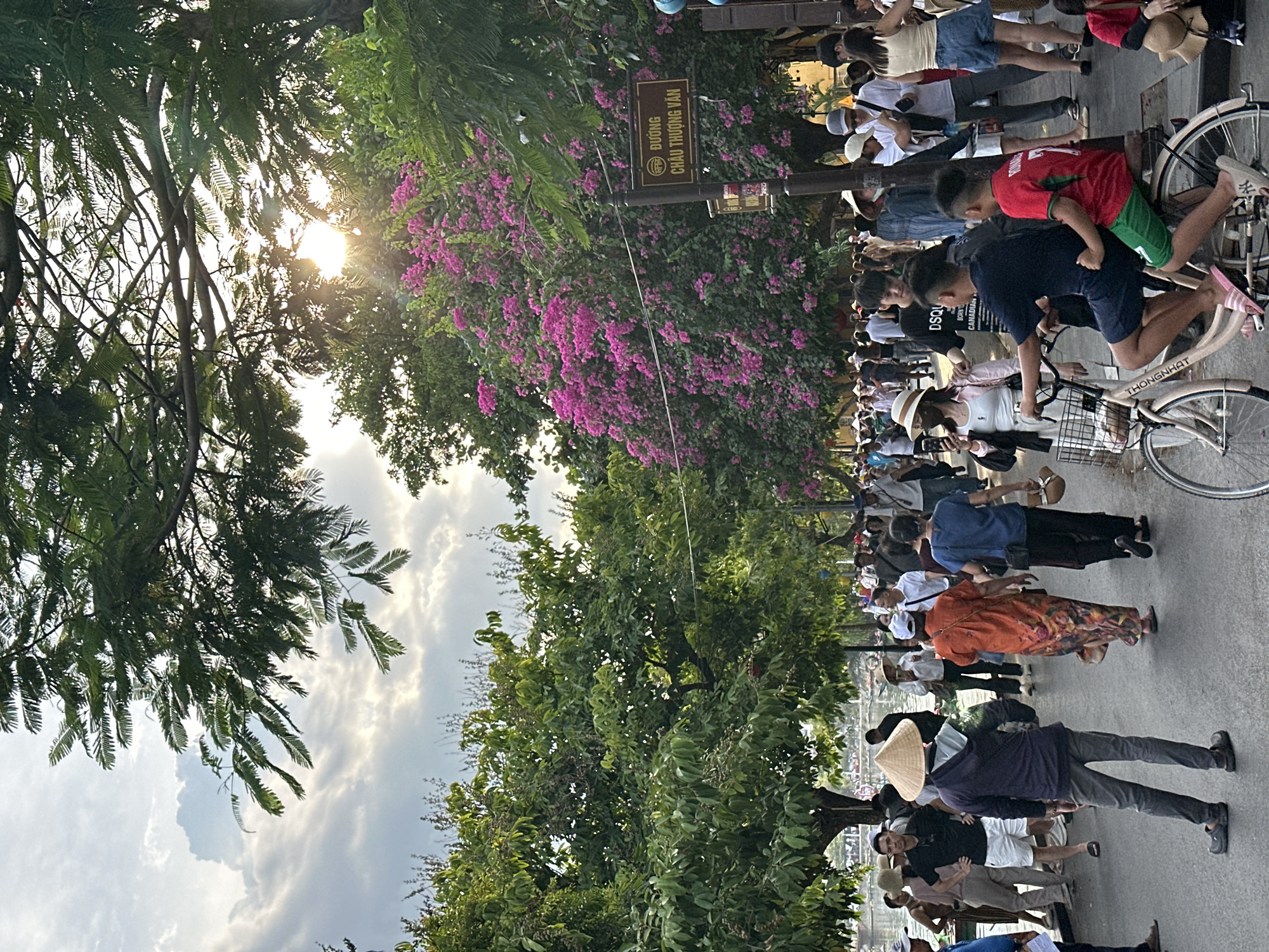 The image shows a street scene in Hội An, Vietnam, with a large gathering of people, some on bicycles and others walking. The sun is low in the sky, suggesting either early morning or late afternoon, and there are clouds visible. Lush green trees and vibrant pink flowers frame the scene, with one tree prominently featuring delicate, feathery leaves.
A signpost stands out with Vietnamese text, reading "ĐƯỜNG CHÂU THƯỢNG VĂN" (Chau Thuong Van Street). The people are dressed in a variety of casual clothing, with some wearing hats, including traditional conical hats. Many are looking in the same direction, suggesting they are part of a procession or event. One bicycle has the brand name "THONGNHAT" visible on its frame. The overall atmosphere appears lively and communal, with a sense of casual activity and perhaps tourism. The lighting creates some lens flare, adding to the warm, natural feel of the scene. The people's postures and gazes indicate engagement with something happening off-camera.