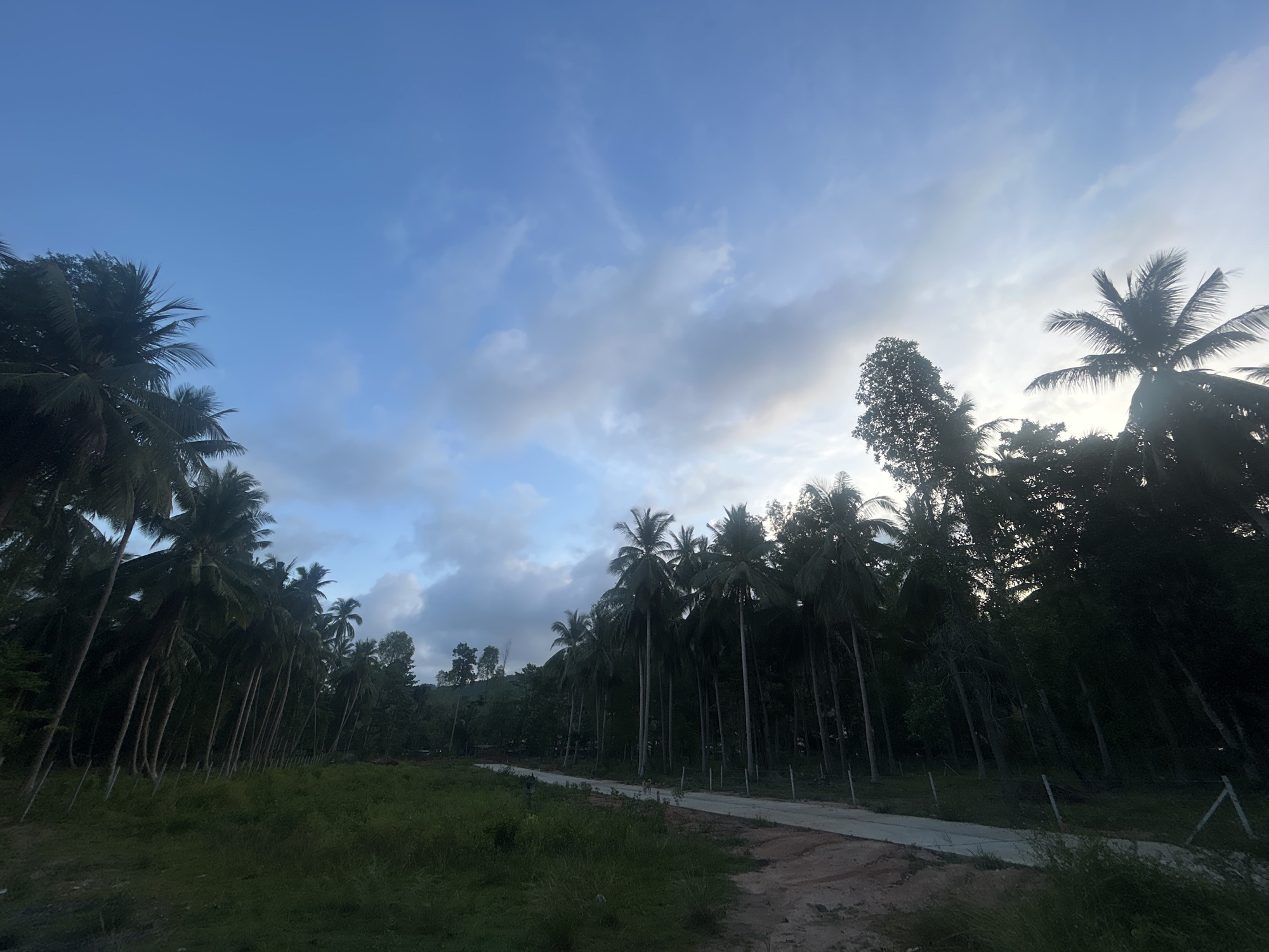 The image depicts a rural scene in the Ko Pha-ngan District, Thailand, characterized by a road cutting through a landscape dominated by numerous tall coconut palm trees. The sky is a mix of clear blue with scattered clouds, suggesting either early morning or late afternoon. The ground on the left of the road is covered in lush green grass, while the road itself appears to be paved and in good condition. The palm trees, mostly silhouetted against the sky, are densely packed, forming a natural wall on either side of the road, with some appearing to lean slightly. The overall impression is one of a tropical, natural environment.