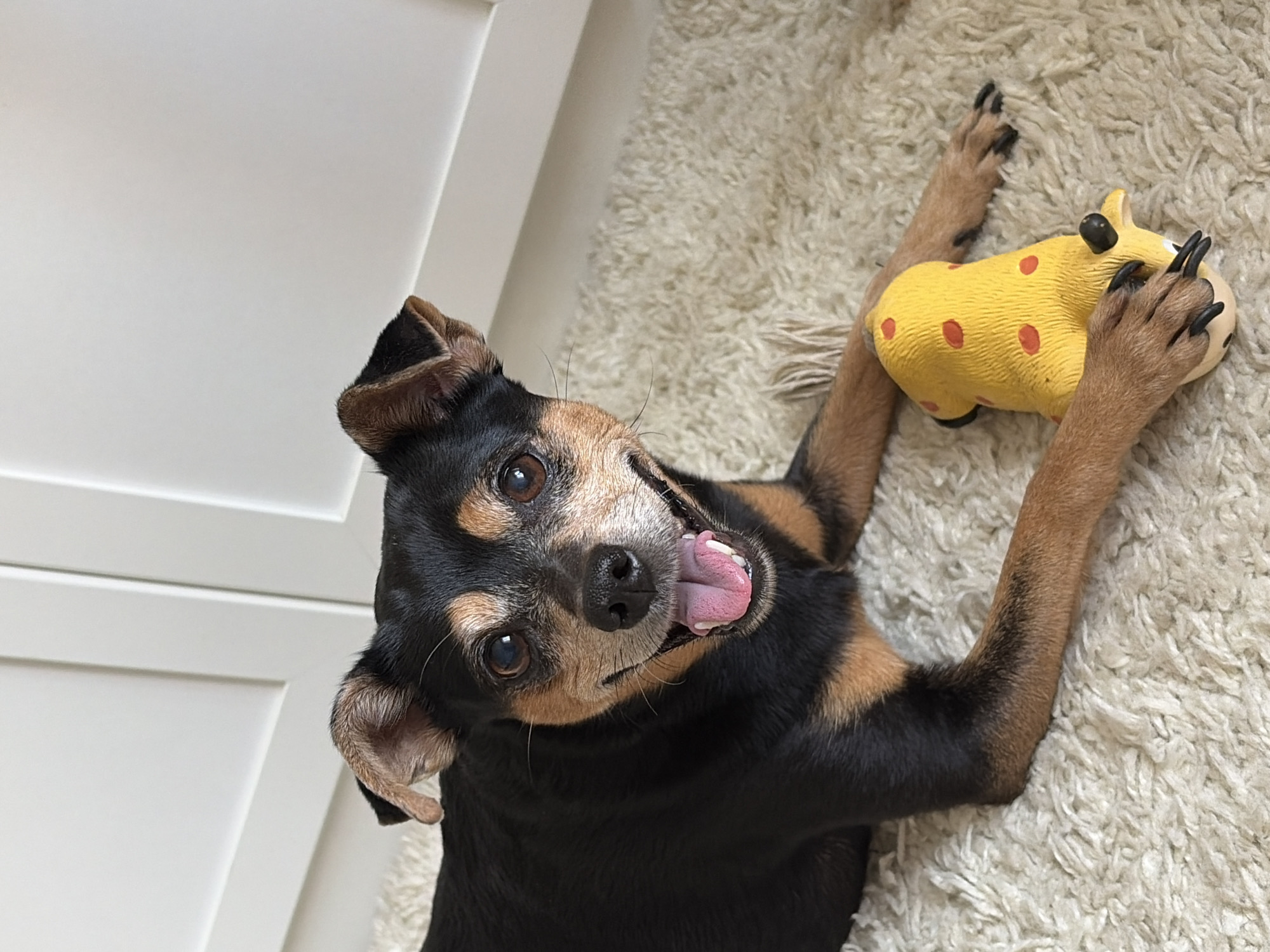 A black and tan dog with floppy ears is lying on a cream-colored shag rug, holding a yellow squeaky toy shaped like a giraffe with red spots in its paws. The dog's mouth is open in a smile, with its pink tongue visible. In the background, white double doors with vertical paneling are visible. The image appears to have been taken indoors. There is no visible indication of the location being Chelyabinsk, Russia.
