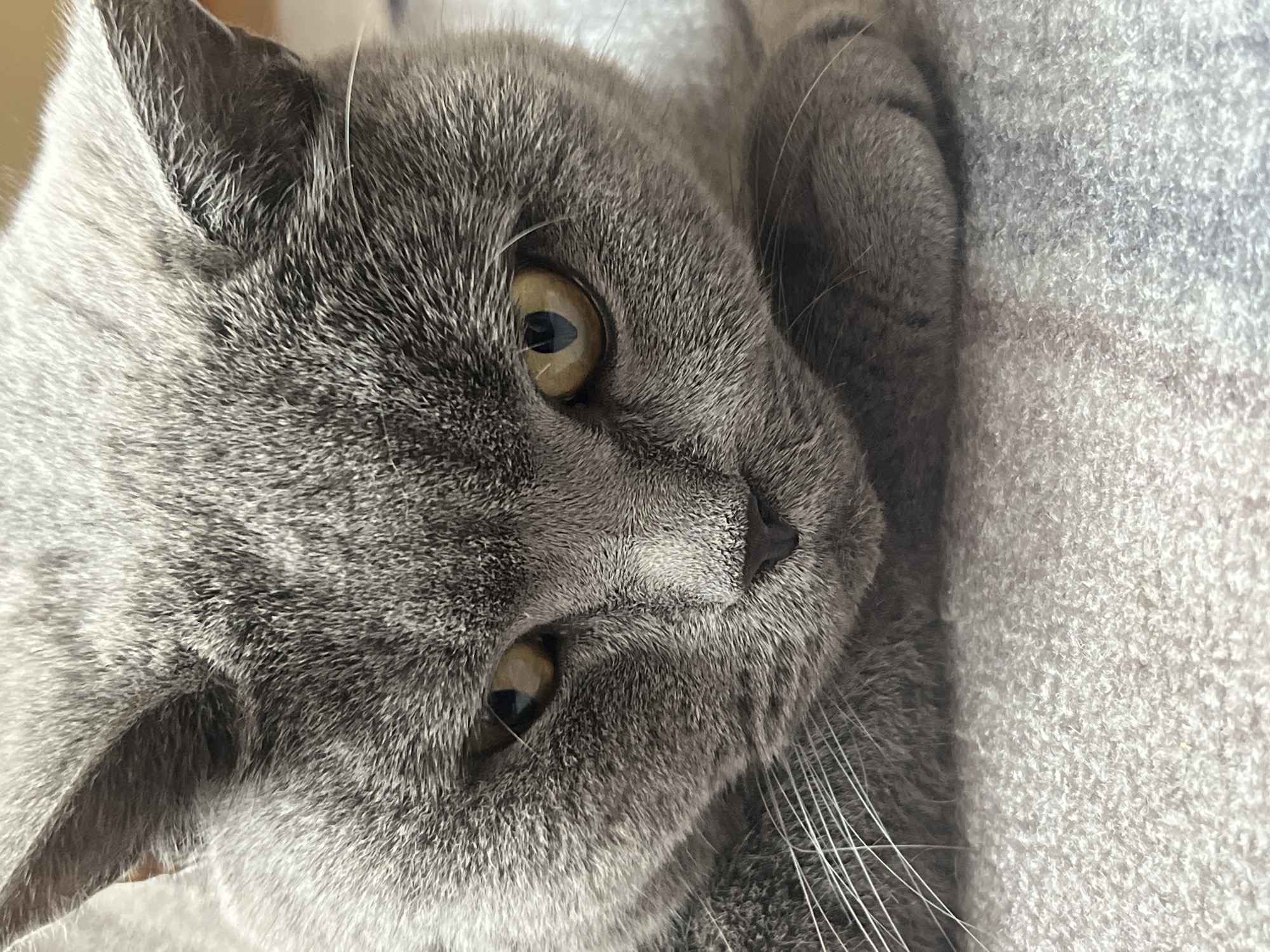 The image is a close-up, slightly angled shot of a grey cat, likely a Russian Blue breed, resting on a textured, light grey surface. The cat's fur is short and dense, with subtle variations in shade creating a soft, almost velvety appearance. Its right eye, a striking yellow-green, is in focus and stares directly at the viewer, conveying a sense of curiosity or calm. The left eye is partially visible and appears to be of a similar color. The cat's nose is a dark grey, and its white whiskers are long and prominent. The background is a soft, out-of-focus texture, suggesting the cat is lying on a blanket or a soft piece of furniture. The lighting is soft and diffused, indicating it is likely indoors during the daytime. No specific location cues for Sochi, Russia are visible in the image.