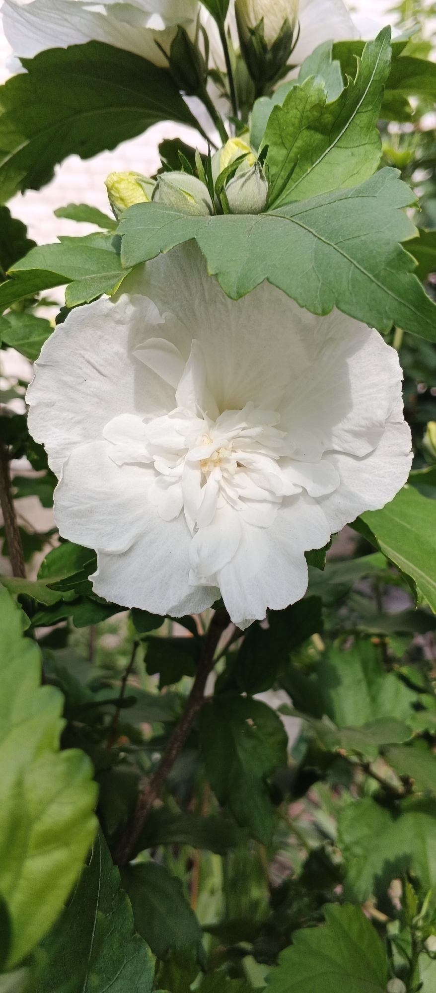 The image shows a close-up of a white hibiscus flower in bloom, surrounded by green leaves and some unopened buds. The flower has multiple delicate petals that are ruffled and layered towards the center, revealing a cluster of stamens and pistils in a light yellow hue. The leaves are broad and serrated, with visible veins. The background is a blur of green foliage and some lighter, indistinct shapes that suggest an outdoor setting, possibly a garden or park. The lighting appears to be natural daylight, casting soft shadows on the petals. There are no people or animals visible in the image. The scene is static and focuses solely on the botanical subject. This image was taken in Smila, Ukraine.