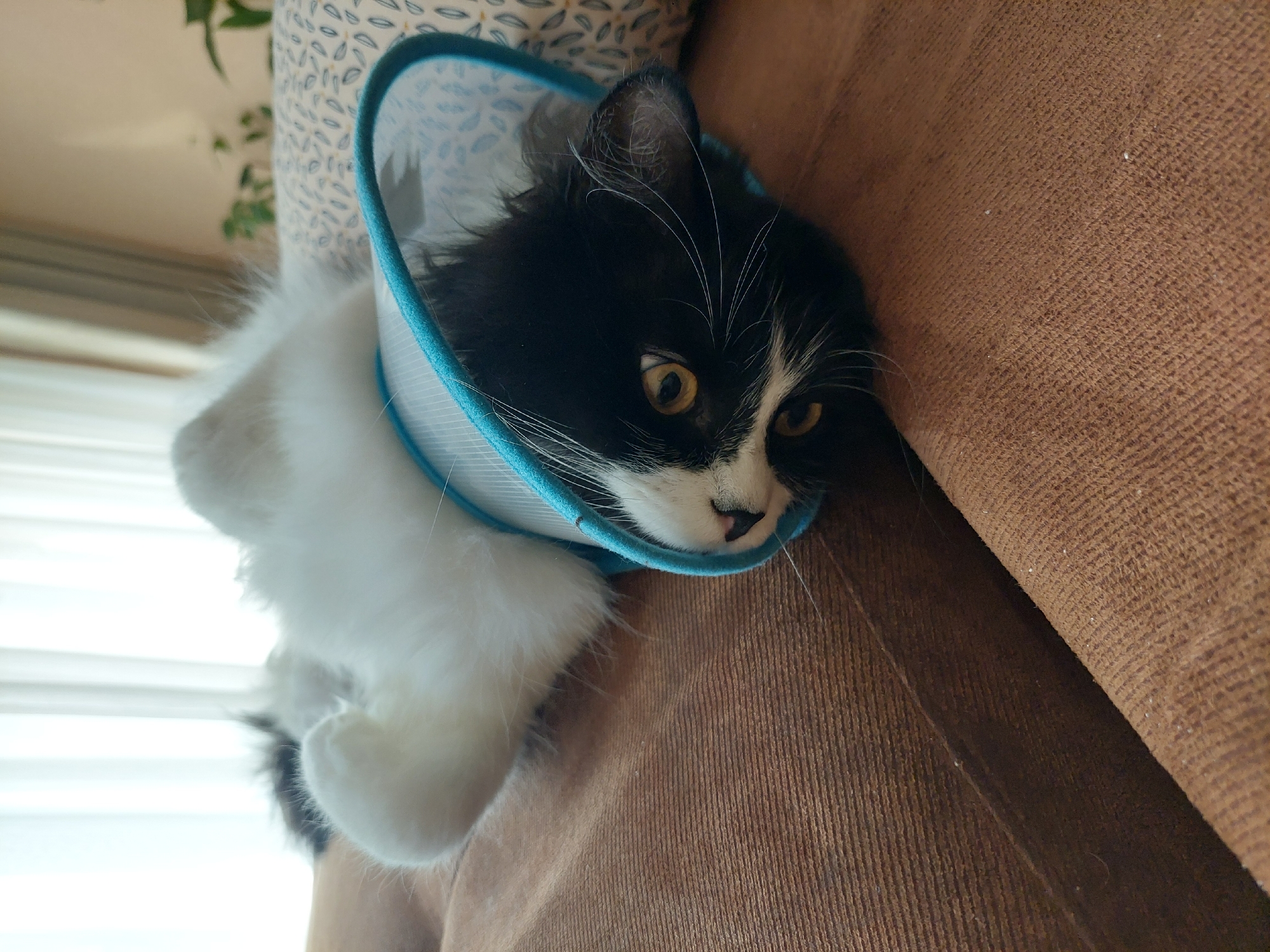 A fluffy, black and white cat wearing a blue and white Elizabethan collar is lying on a brown corduroy surface, likely a sofa. The cat is positioned near the edge of the sofa, with its white paws and fluffy body extending toward the left of the frame. The cat's head, primarily black with white markings on its face, is turned towards the right. Its eyes are open and appear yellow or gold in color. The corduroy texture of the sofa is visible. The background is a mix of a patterned surface and a partially visible window or light source. The photograph's location is unidentifiable from the image alone.