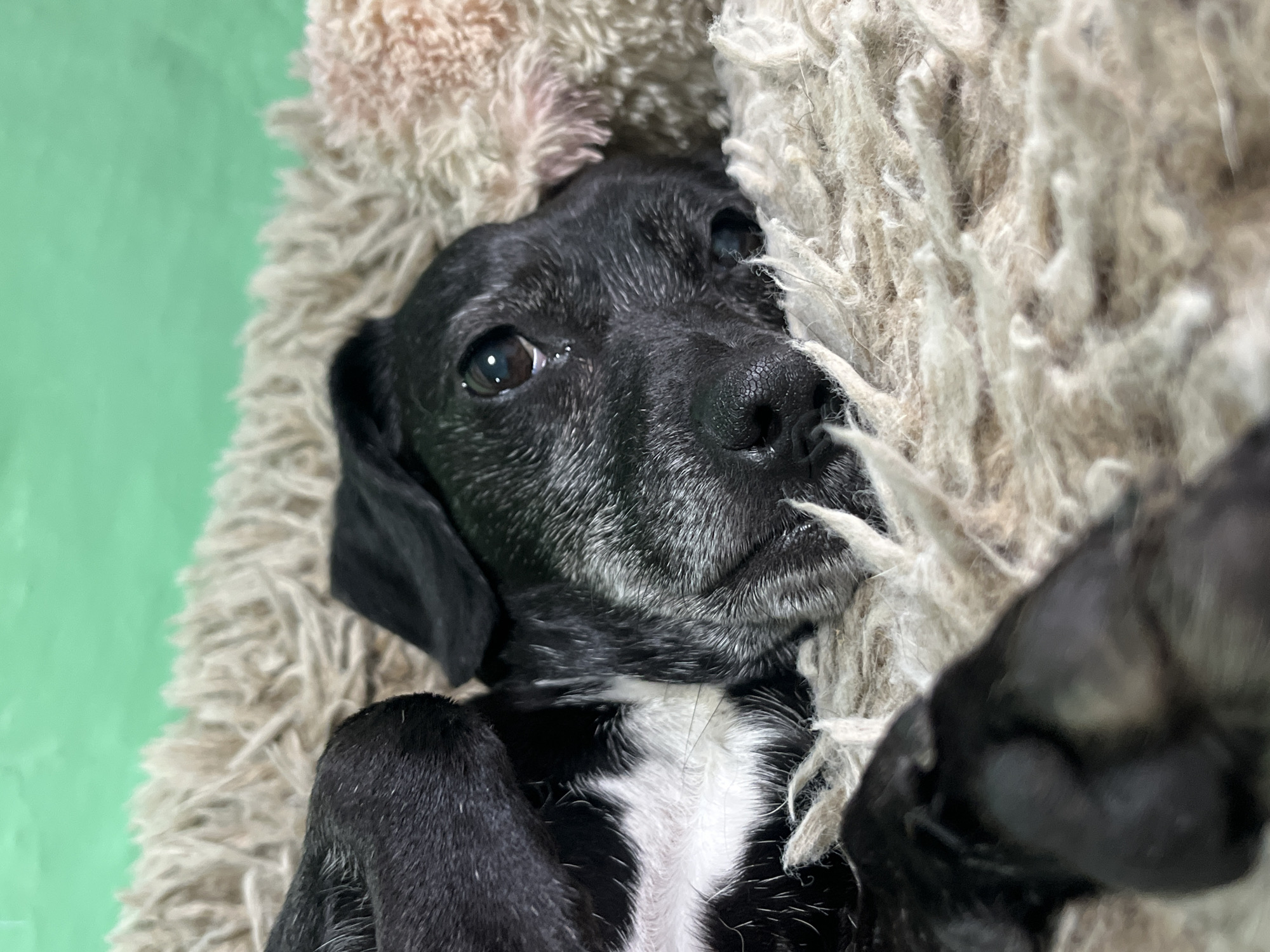 A close-up, overhead shot shows a black and white dog lying on a fuzzy, cream-colored blanket against a pale green background. The dog is positioned on its back, with its head tilted and its eyes looking up and to the left. Its fur is black with white markings on its chest and muzzle. Its ears are black and floppy. The dog's paws are visible, with one paw resting on the blanket and another slightly obscured. The blanket appears to be a thick, shaggy material. The dog's expression is calm and possibly sleepy. The lighting suggests an indoor setting, possibly a home. There is no visible text in the image. The time of day and weather are not discernible. The location context of Nizhny Tagil, Russia, does not provide specific visual cues in this image.