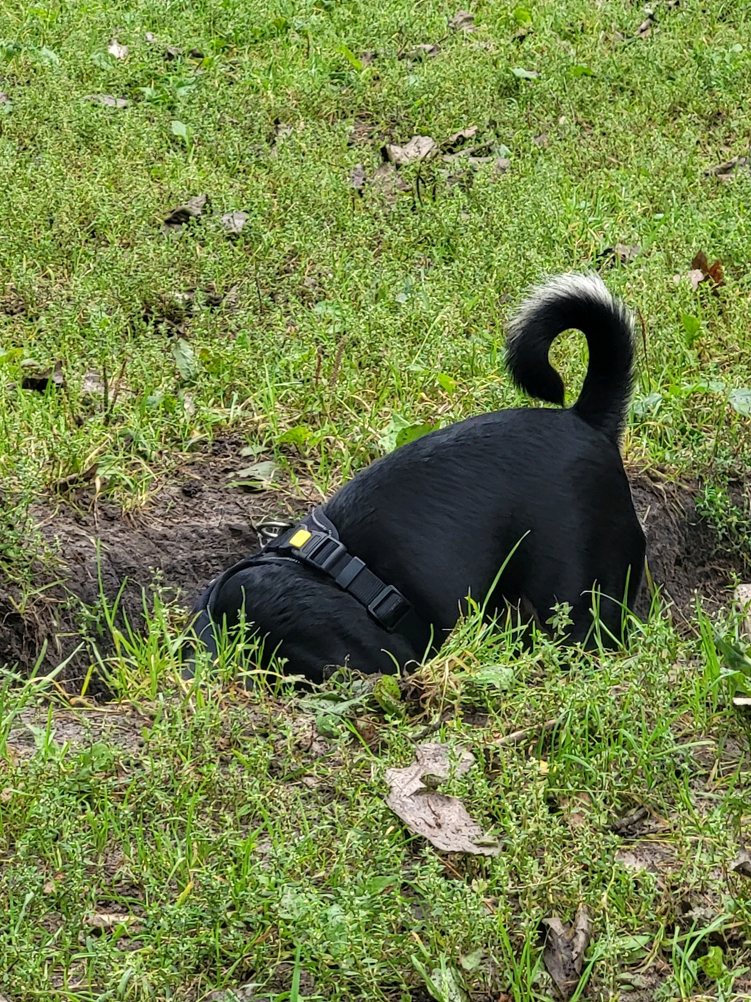 A black dog with a curled tail, white tip, and yellow and black harness is digging a hole in the muddy ground surrounded by green grass. The scene appears to be outdoors in a park or natural area, likely within the city of Jelgava, Latvia. The dog is mostly obscured by the hole it is creating, with only its hindquarters, tail, and a portion of its back visible. The ground is uneven and disturbed, indicating active digging.