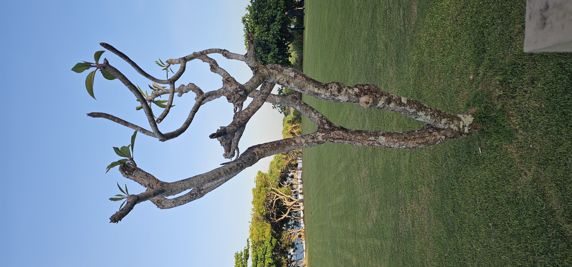 The image captures a plumeria tree on a grassy lawn under a clear, light blue sky. The tree has gnarled, bare branches except for sparse green leaves at the ends. The lawn extends into the background, with other trees and foliage visible near what appears to be a body of water. The location is Kuta Selatan, Indonesia.